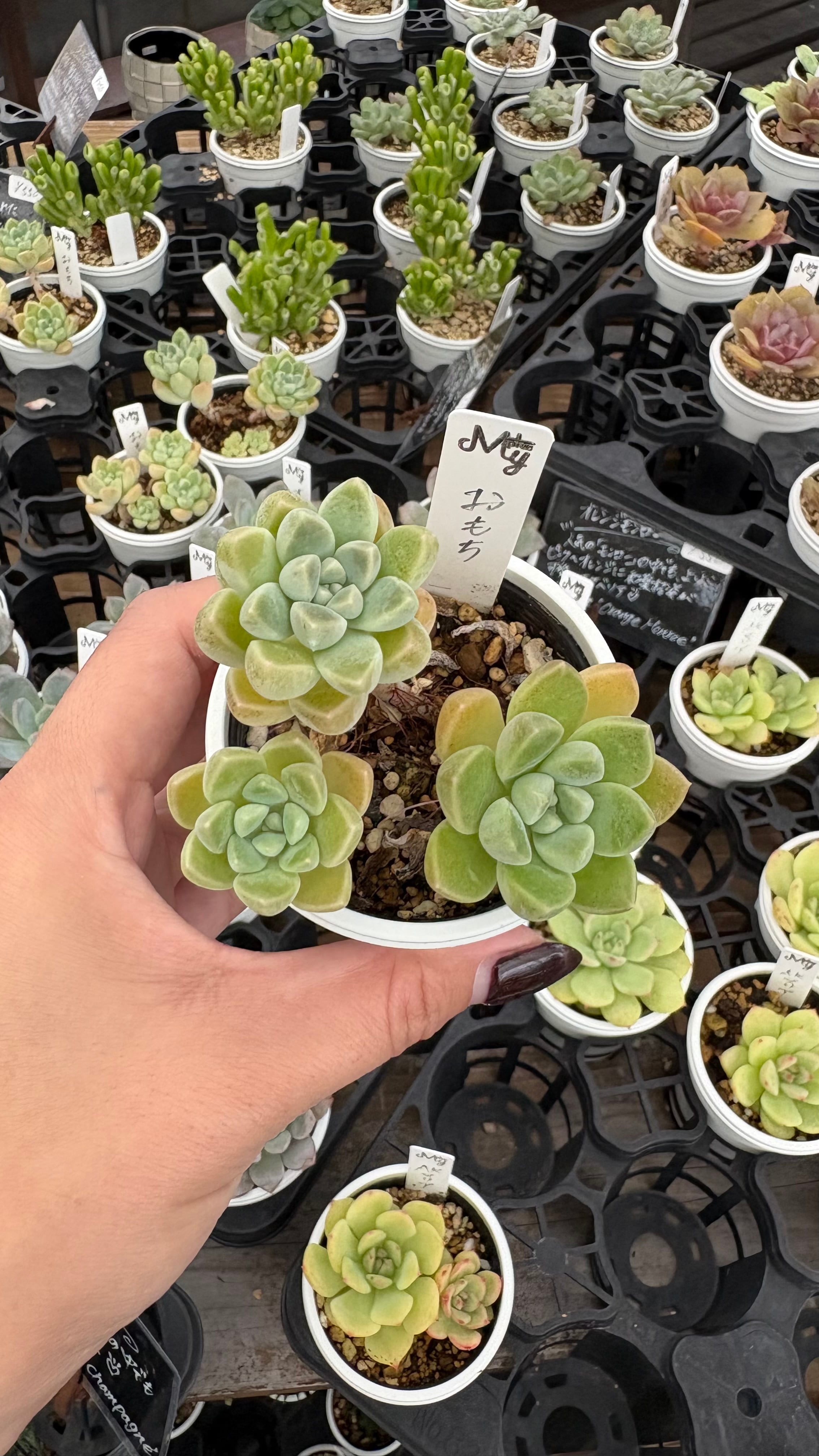 薄氷 多肉植物 グラプトベリア 安心の生産ポットそのまま販売（8個