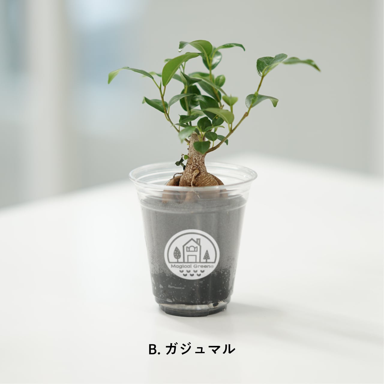 マジカルグリーン Magical Green 3個セット | ツクリガタリ -ていねい