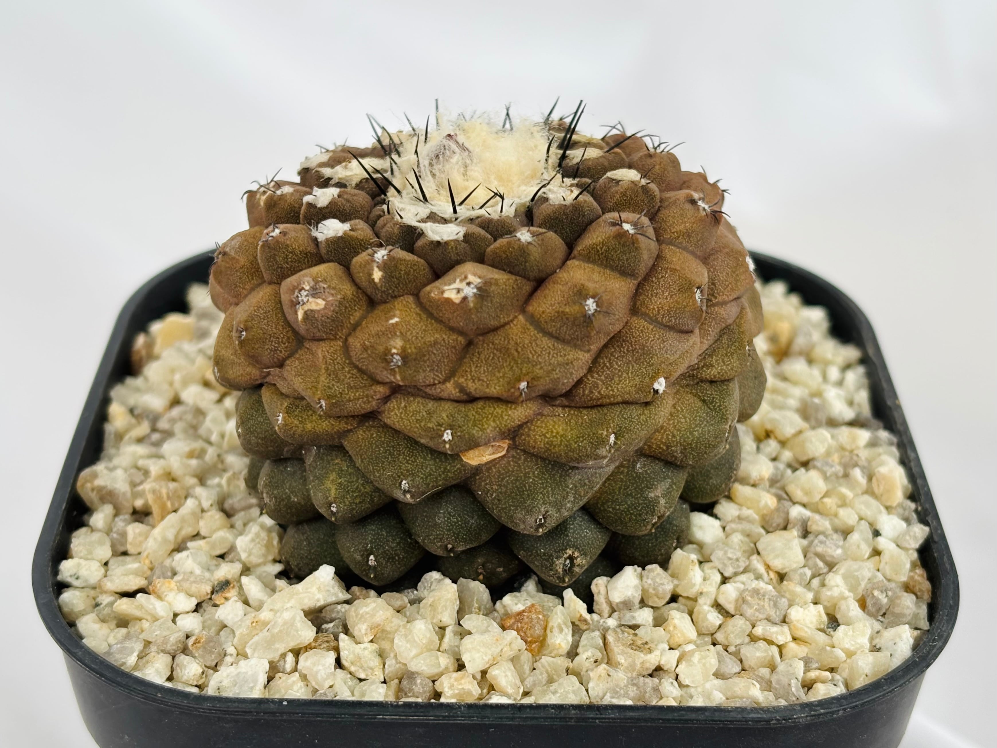 Copiapoa hypogaea コピアポア ヒポガエア サボテン | plants MARU