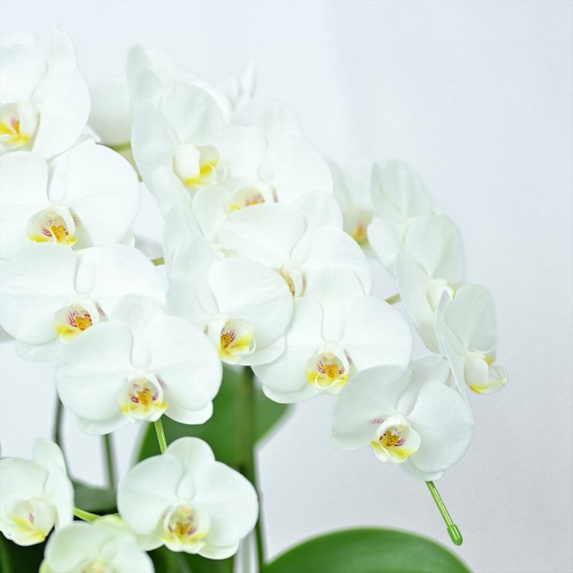 ミディ胡蝶蘭3本立ち　20輪～(蕾含む)