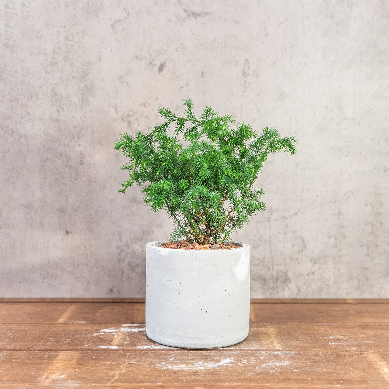 ヒムロスギ｜ふわっと広がる柔らかな葉が魅力のインテリアグリーン【虫発生抑制／手作りのモルタル鉢】