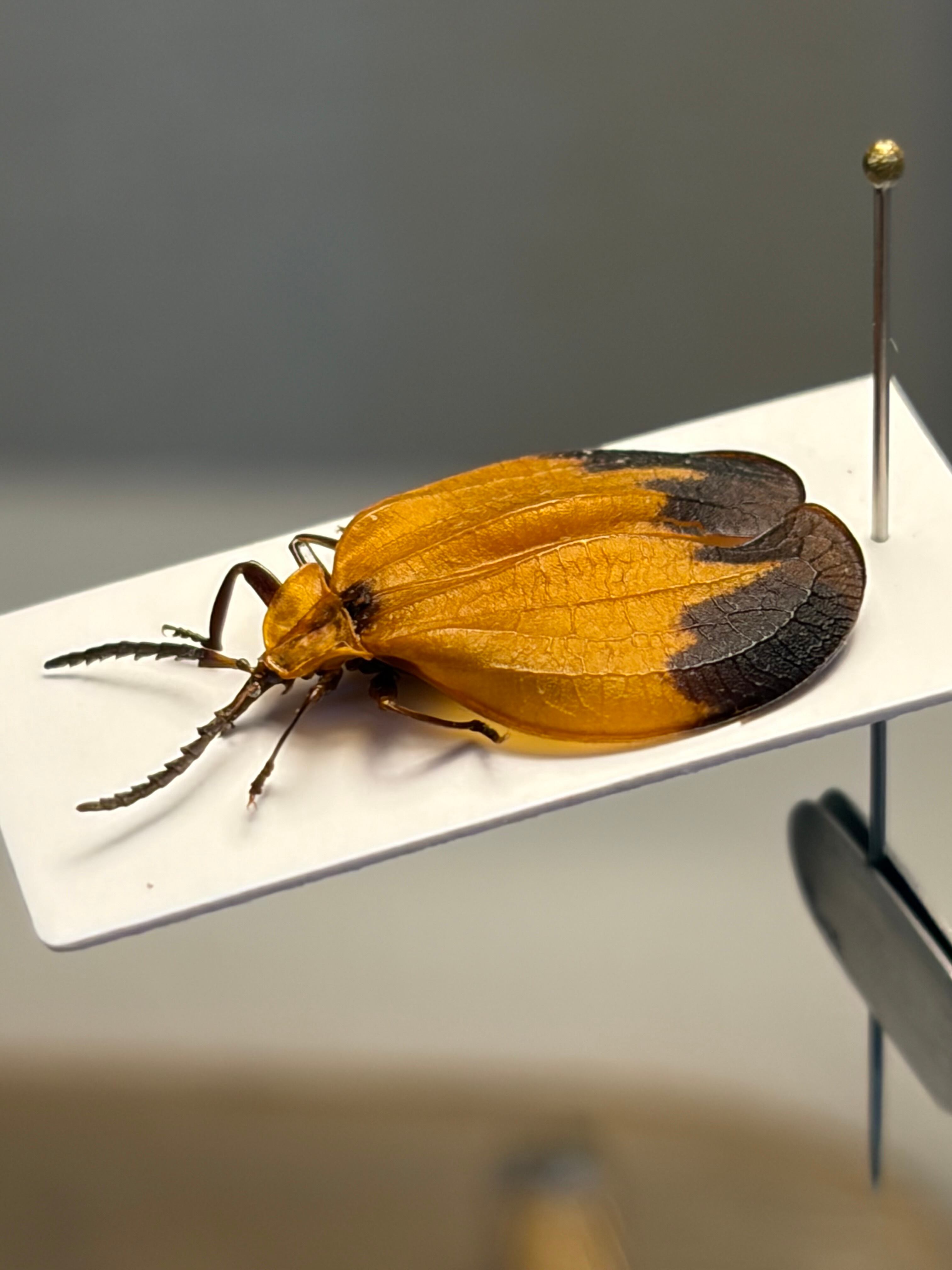 BIG】サンヨウベニボタルの昆虫標本ホタル標本 蛍タランチュラムカデ