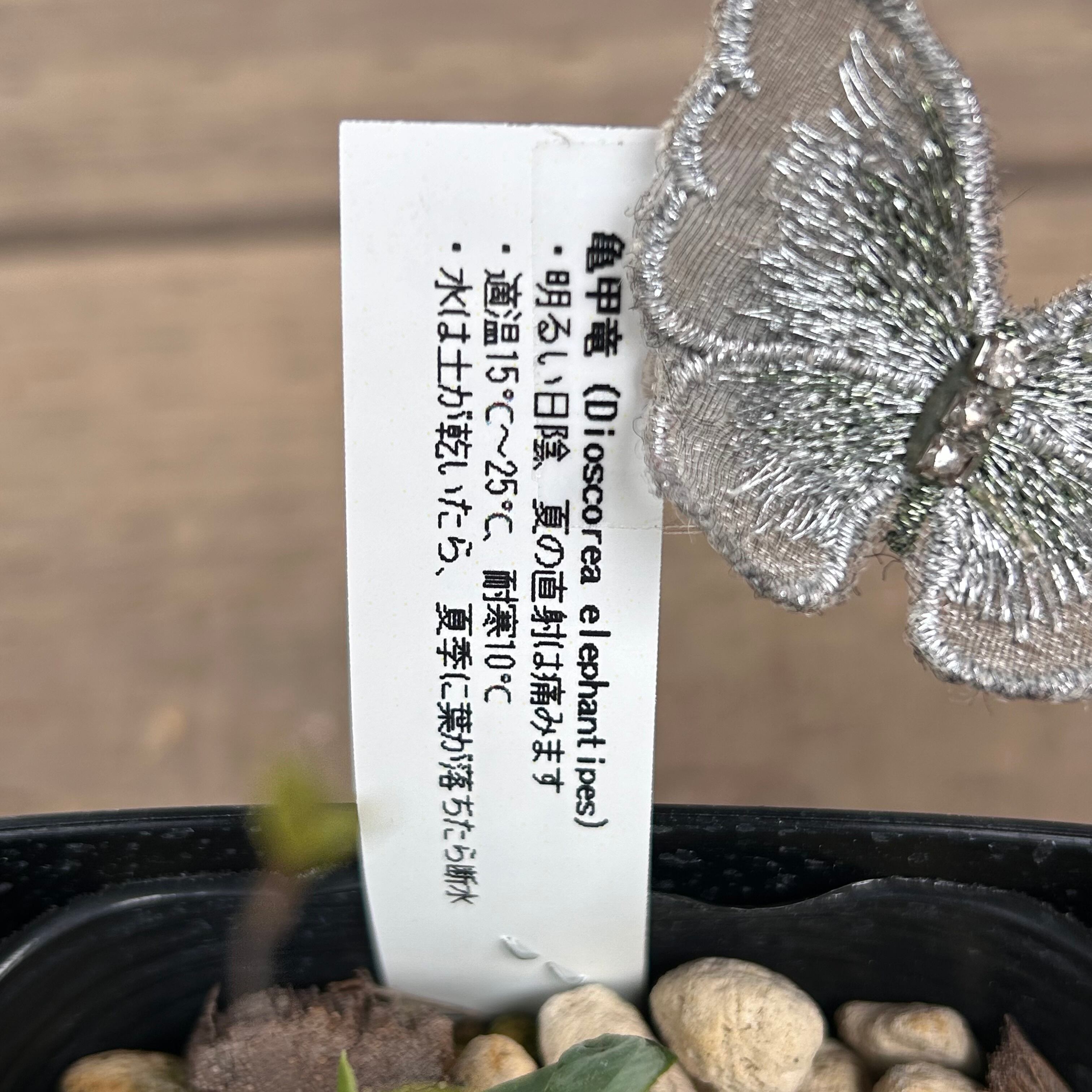 ピグマエア アンティミア | RuPo 多肉植物専門店 ピグマエア アンティミア | RuPo 多肉植物専門店