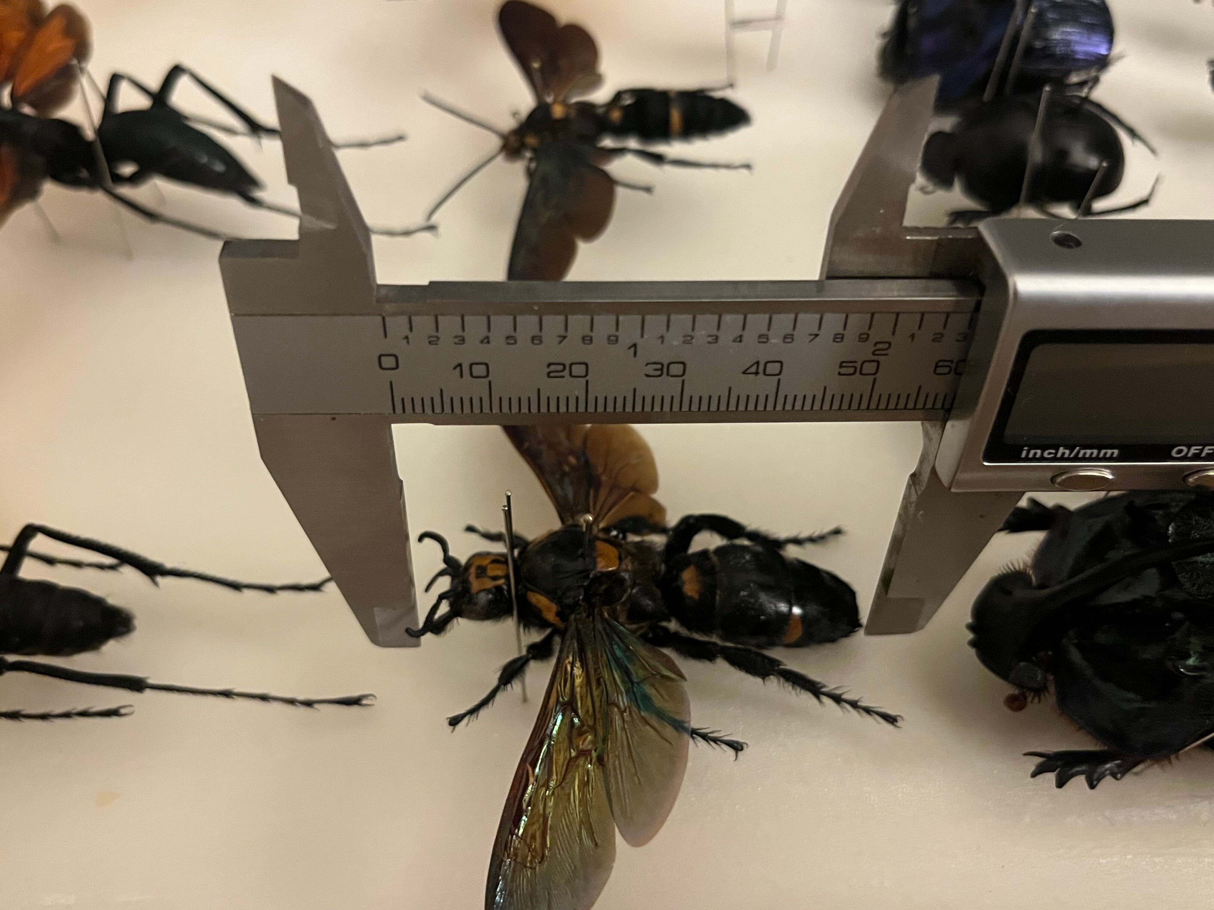 おまとめ！はち 雀蜂最大級】ツチバチ60mm Megascoliaハチトンボゼミセミ蝉カゲロウ