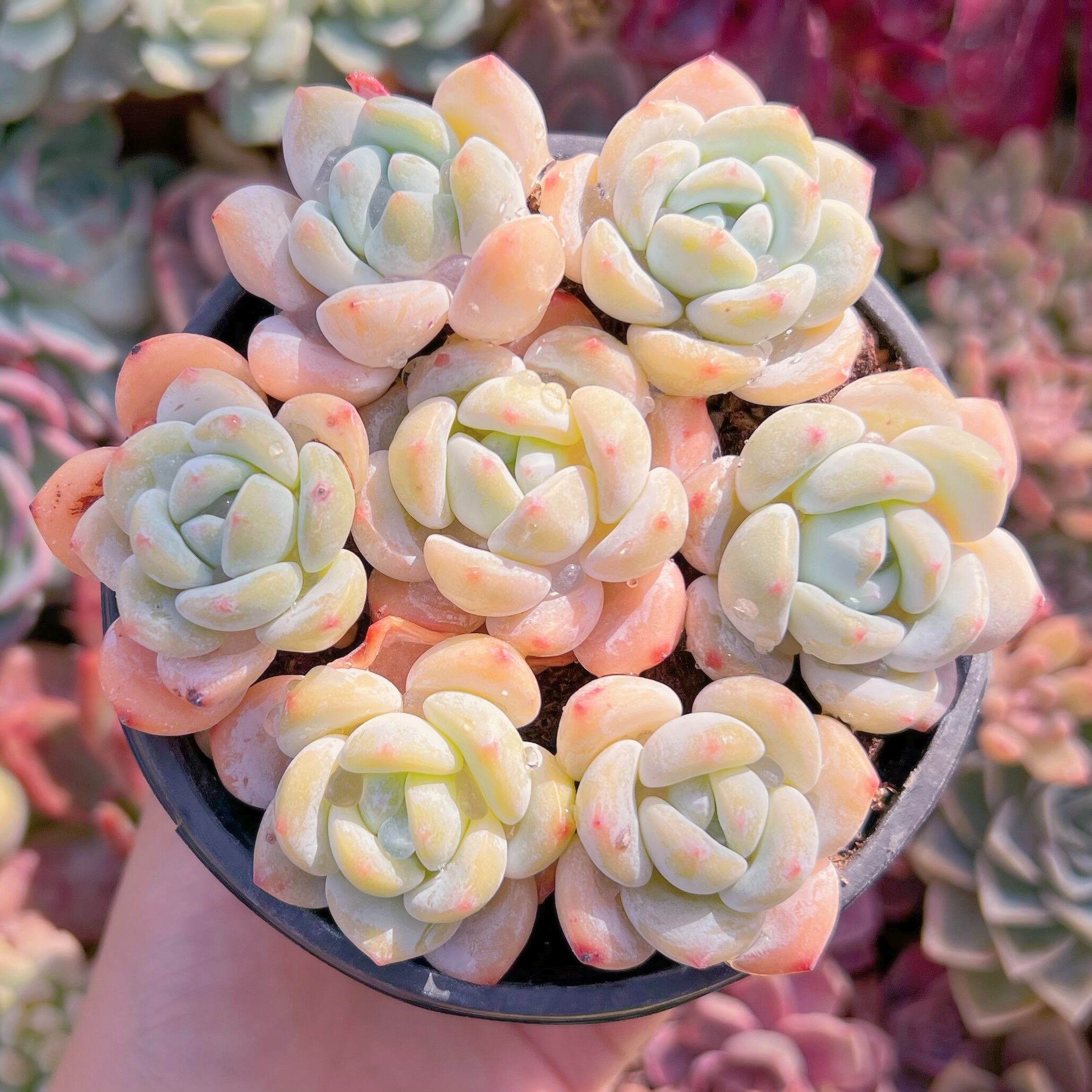 現品　夢雪#830　るる農園