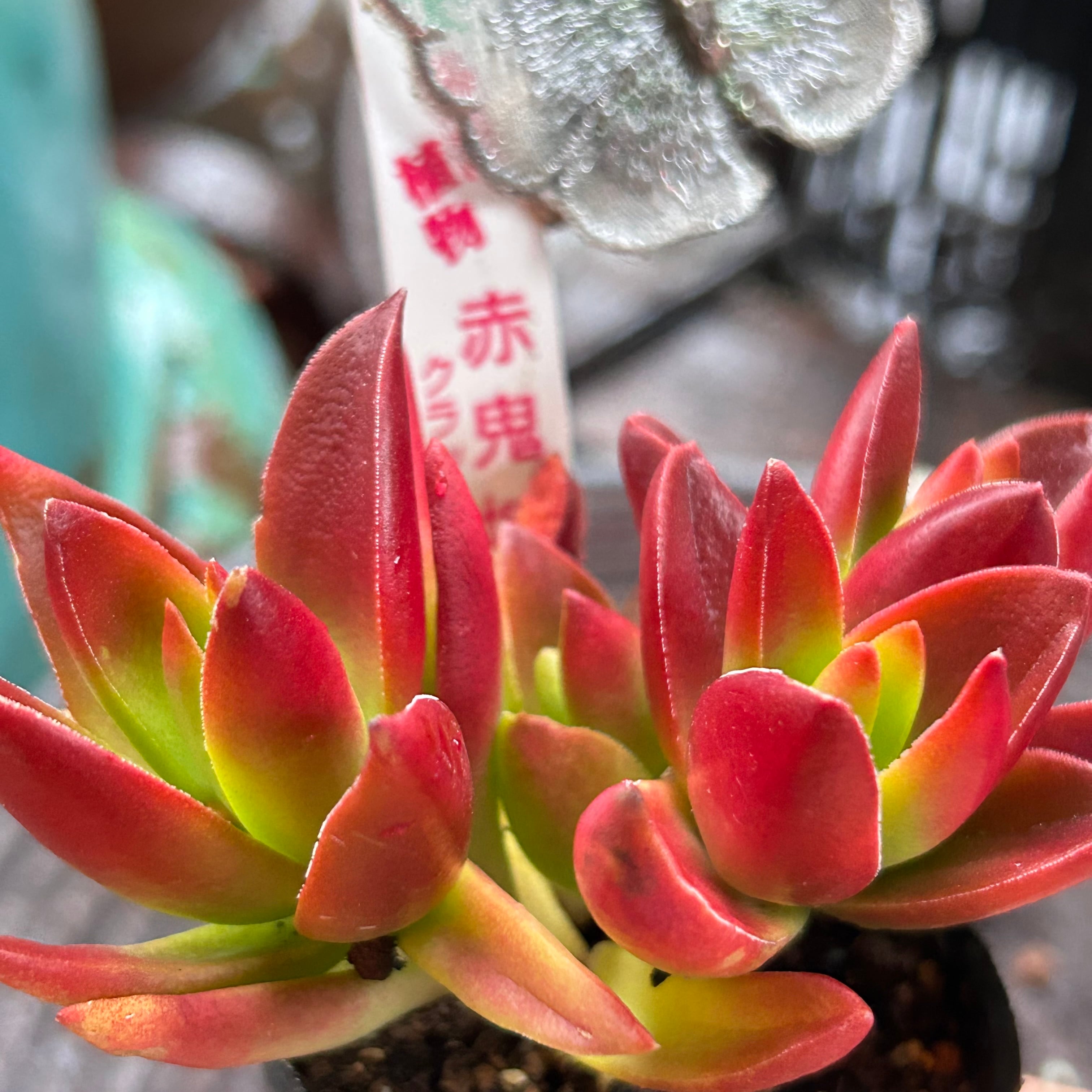 コノフィツム ウィッテベルゲンセ×セレシアナム 特選 コノフィツム