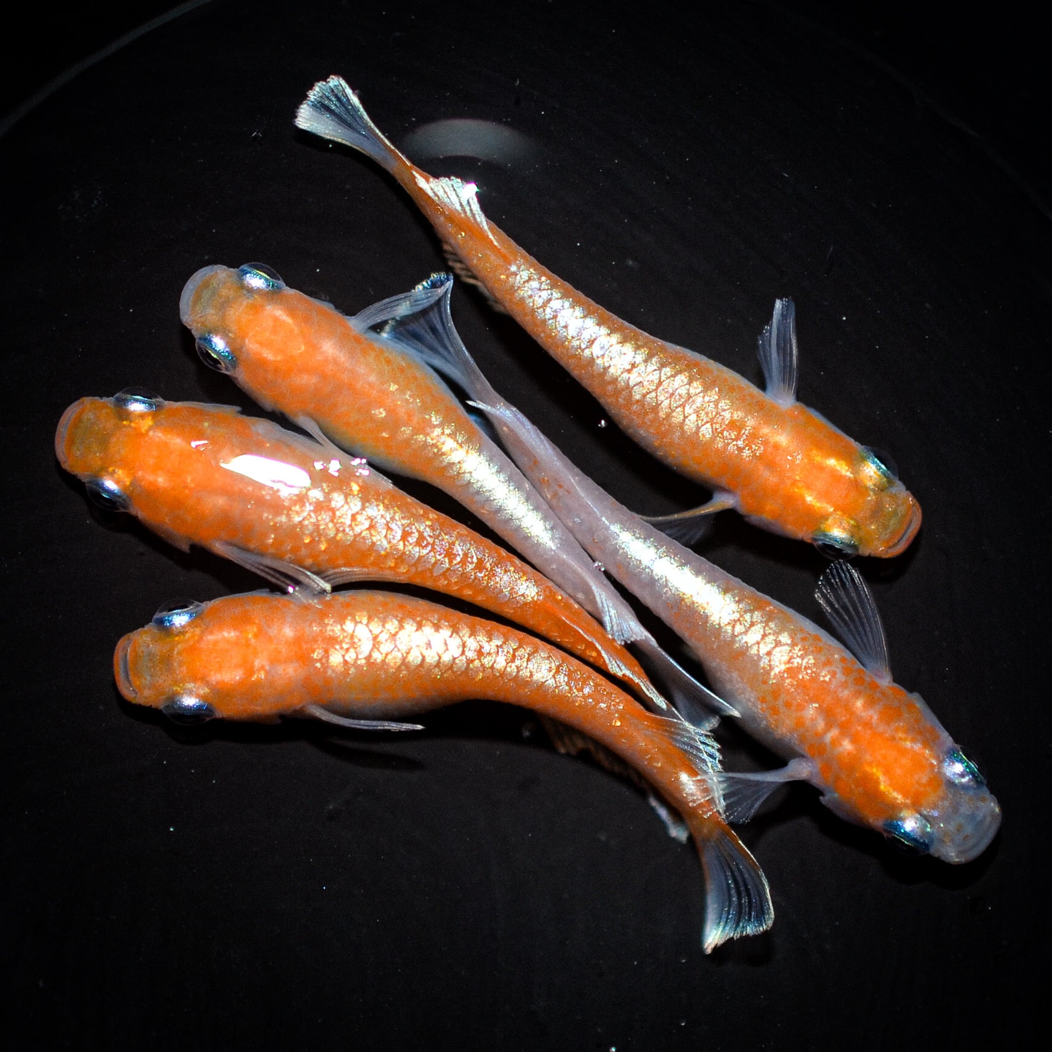 デーンモルフォ キッシングワイドフィン（2025年産まれ） オス2 メス3