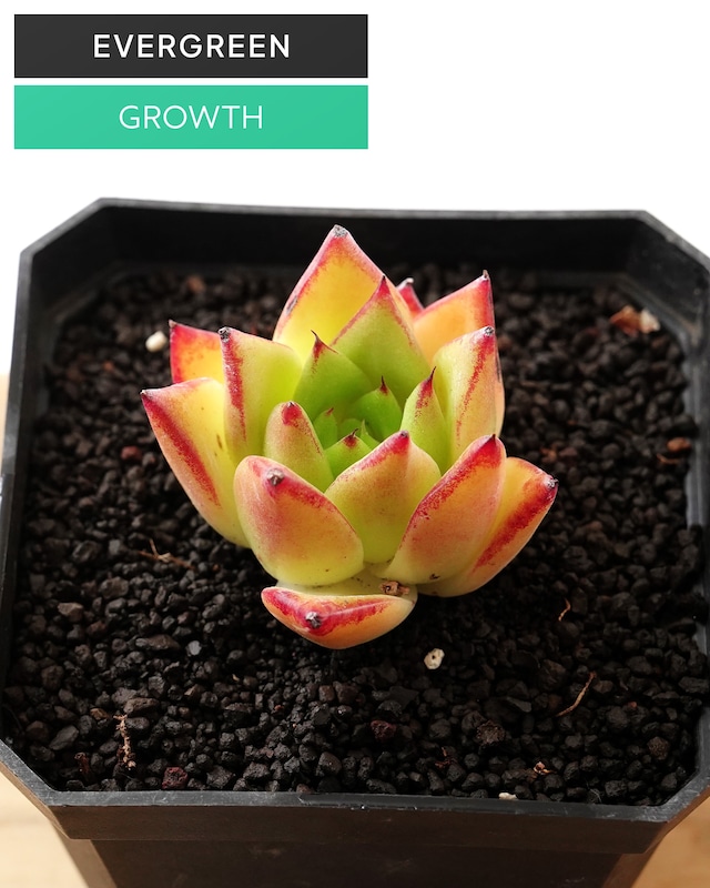カット苗 リップスティック M Echeveria agavoides 'Lipstick'