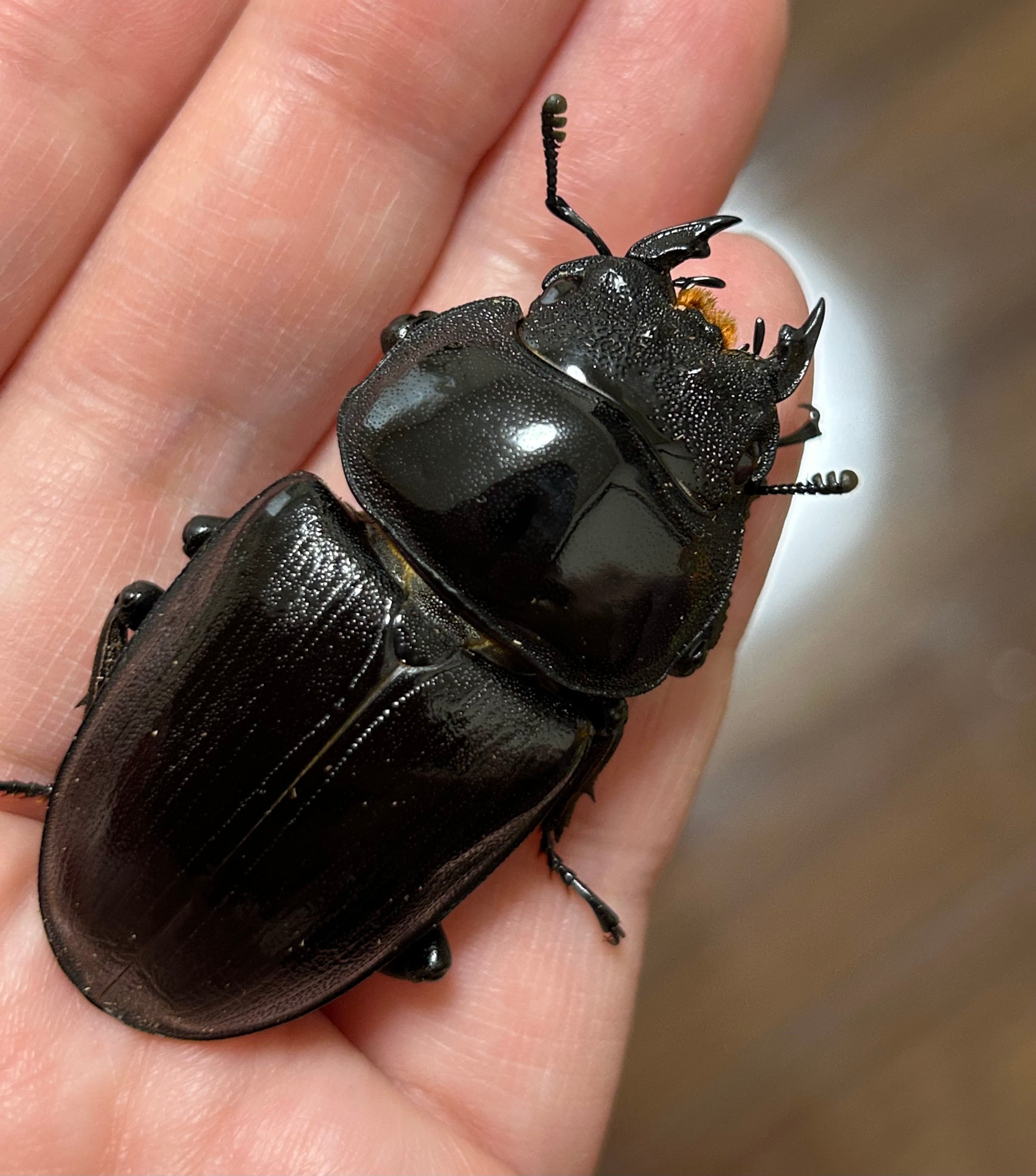 mochikuwa 〜オオクワガタ販売〜