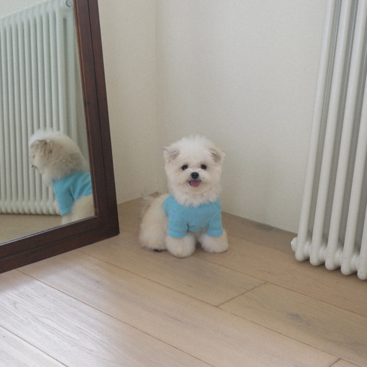 【予約】[ togethering ] Eyelet Crop T-Shirt｜Sky Blue - 4