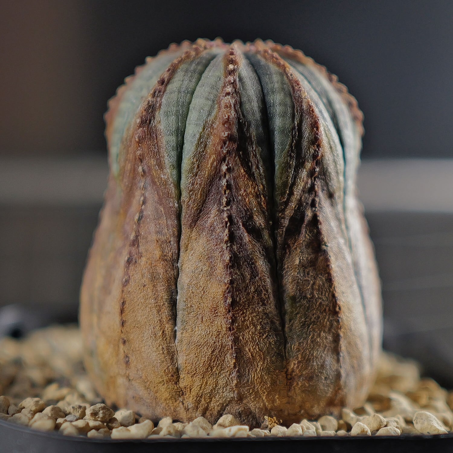 美株　オベサ　雌株　美模様　木質化　イタリア輸入株　長期管理株　#311 美株 オベサ 雌株 美模様 木質化 イタリア輸入株 長期管理株 #311 美株