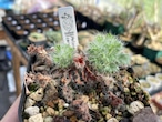 ペラルゴニウム・カロリヘンリキ/Pelargonium caroli-henrici【種子4粒】