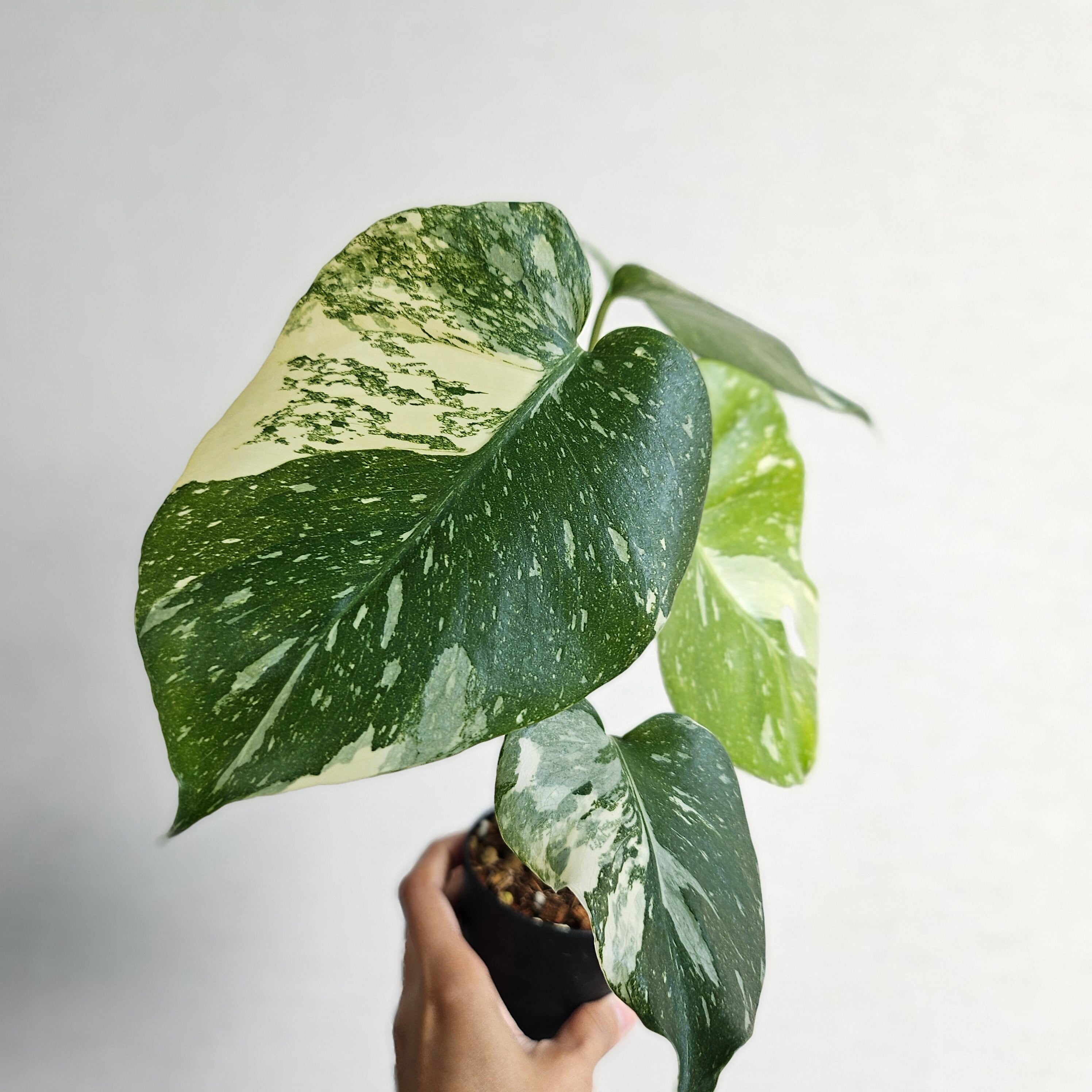 ⑨〔Monstera​ Thai Constellation〕モンステラデリシオーサタイ