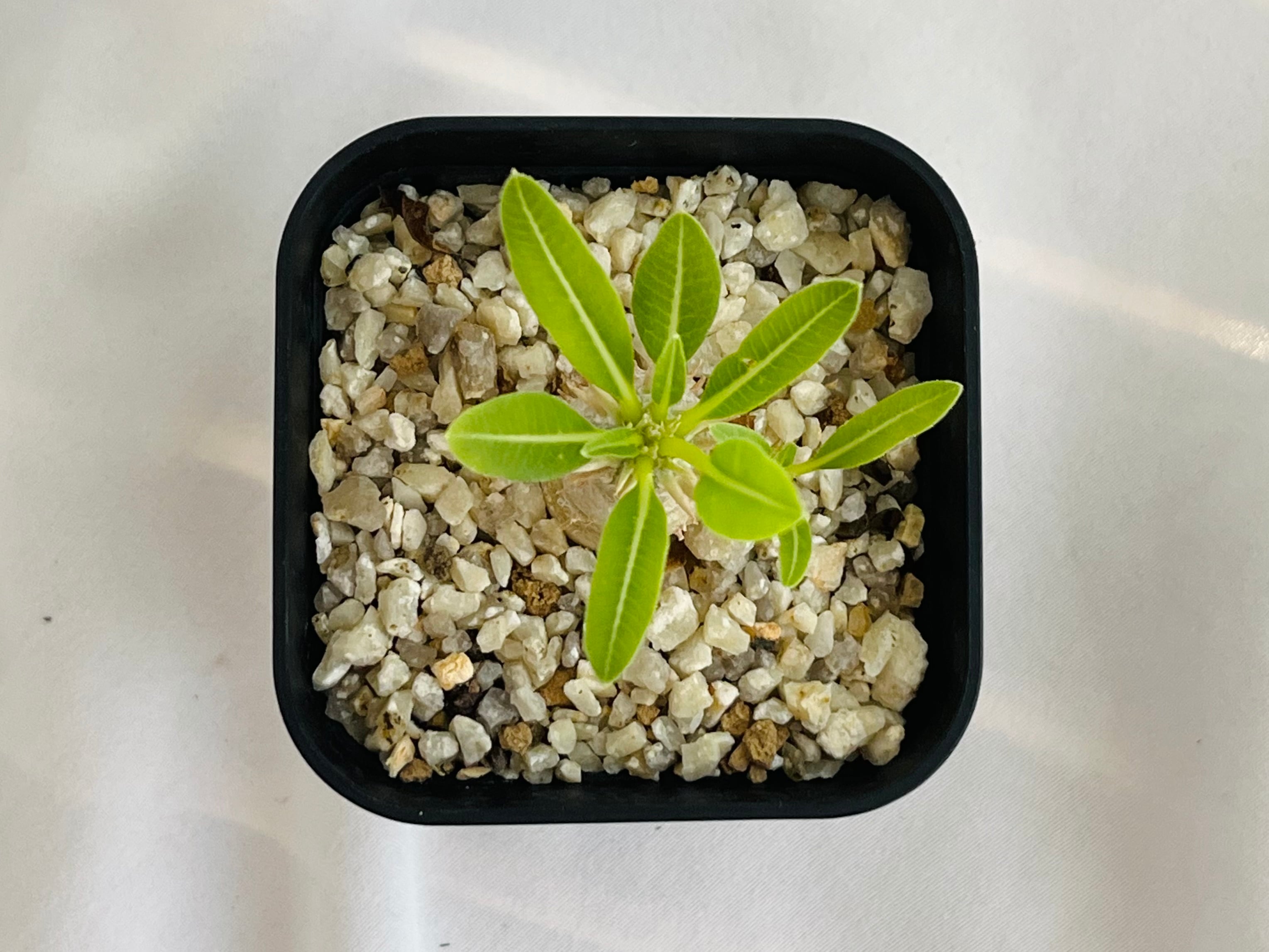Pachypodium Densicaule パキポディウム 恵比寿大黒 | plants MARU