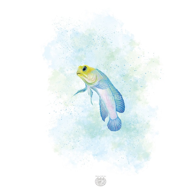 【海のいきものアートポスター／魚】イエローヘッドジョー