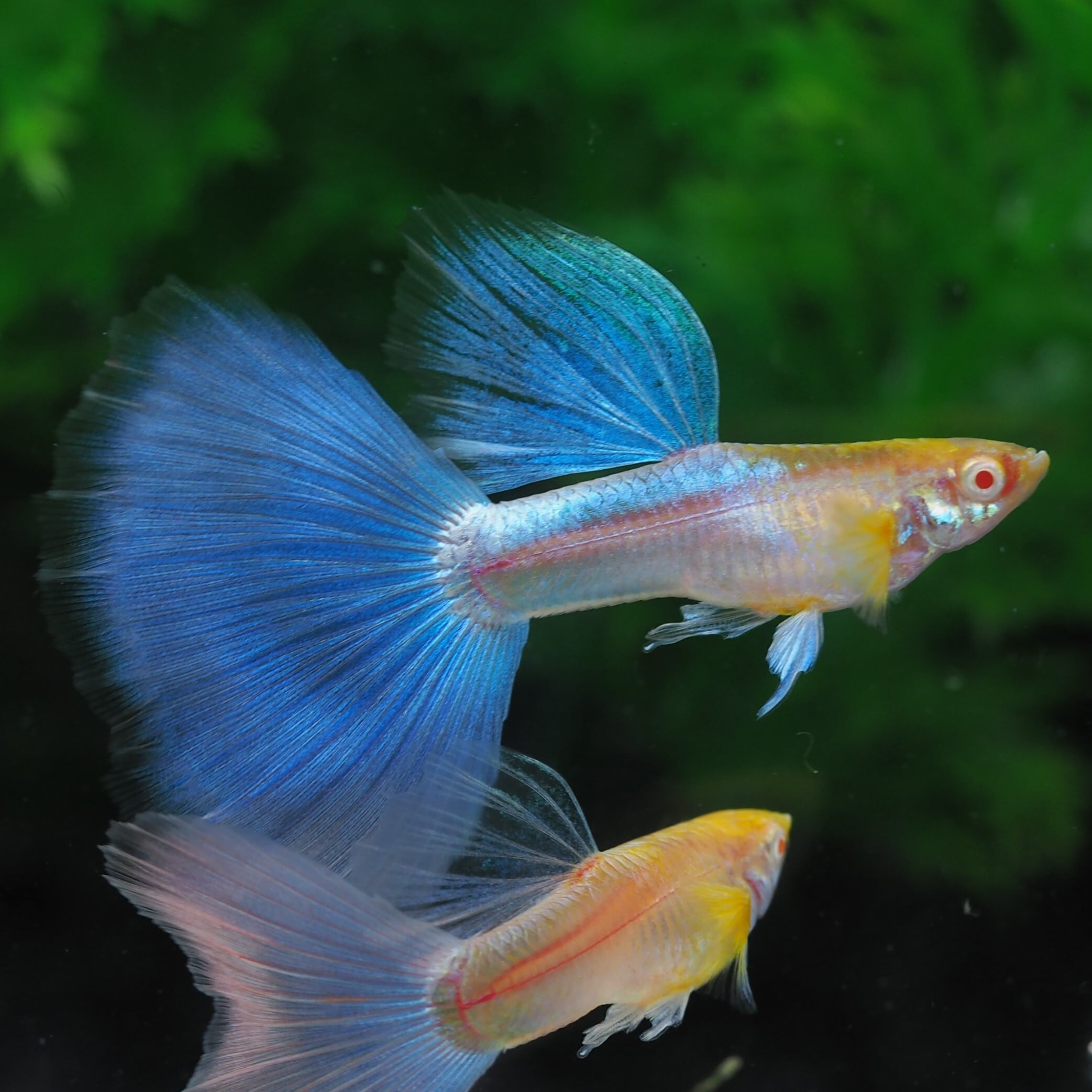 アクアリウムグッピー〕現物販売14A,14B,44A,44B,74A,74B 種親ブルー