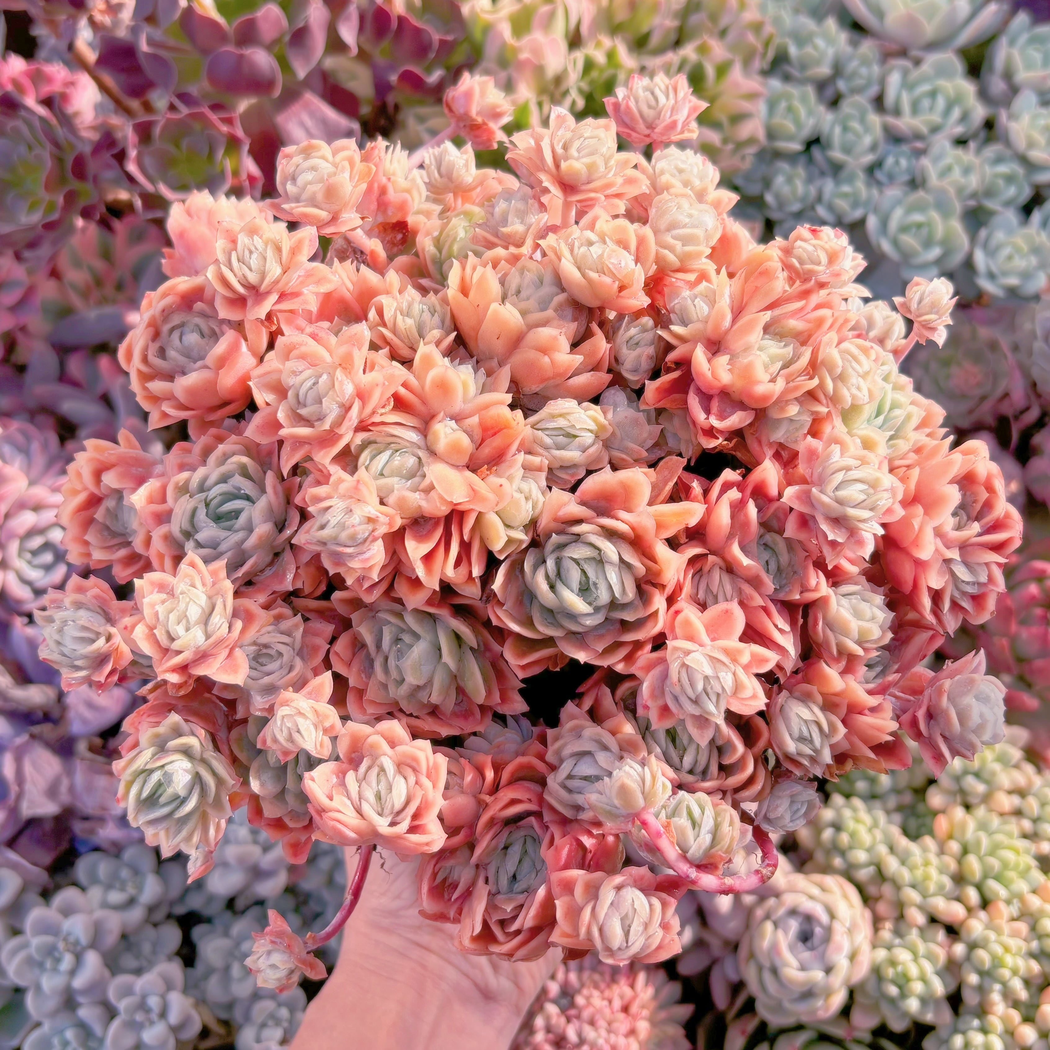 現品　クィーンローズ覆輪錦#701　特特大群生　新入荷