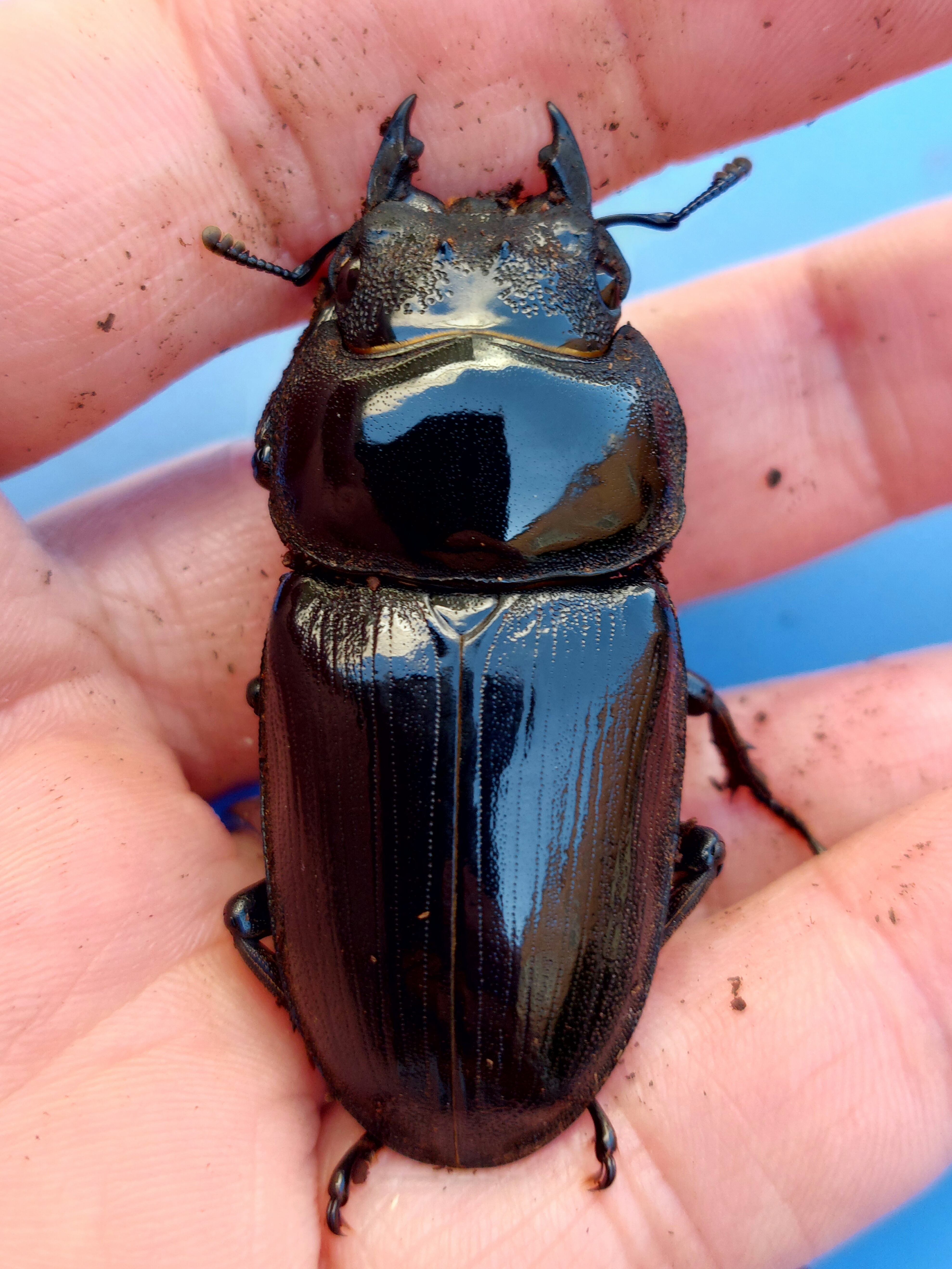 オオクワガタ[久留米産] 国産オオクワガタ（久留米産）67mmペア【新成虫】 | 国産クワガタ