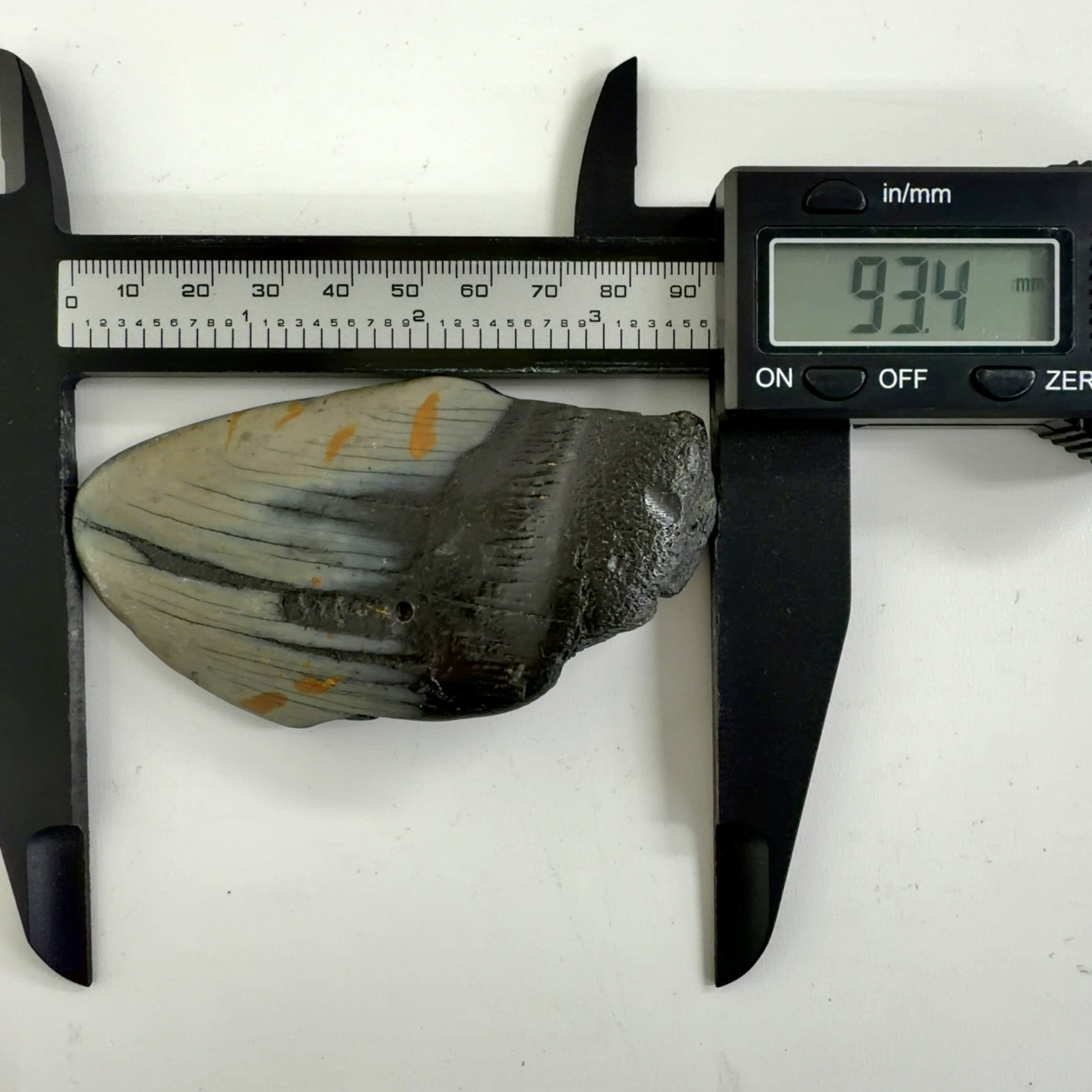 E20844】サメの歯＊化石＊Fossil shark tooth | クリスタル・ワールド