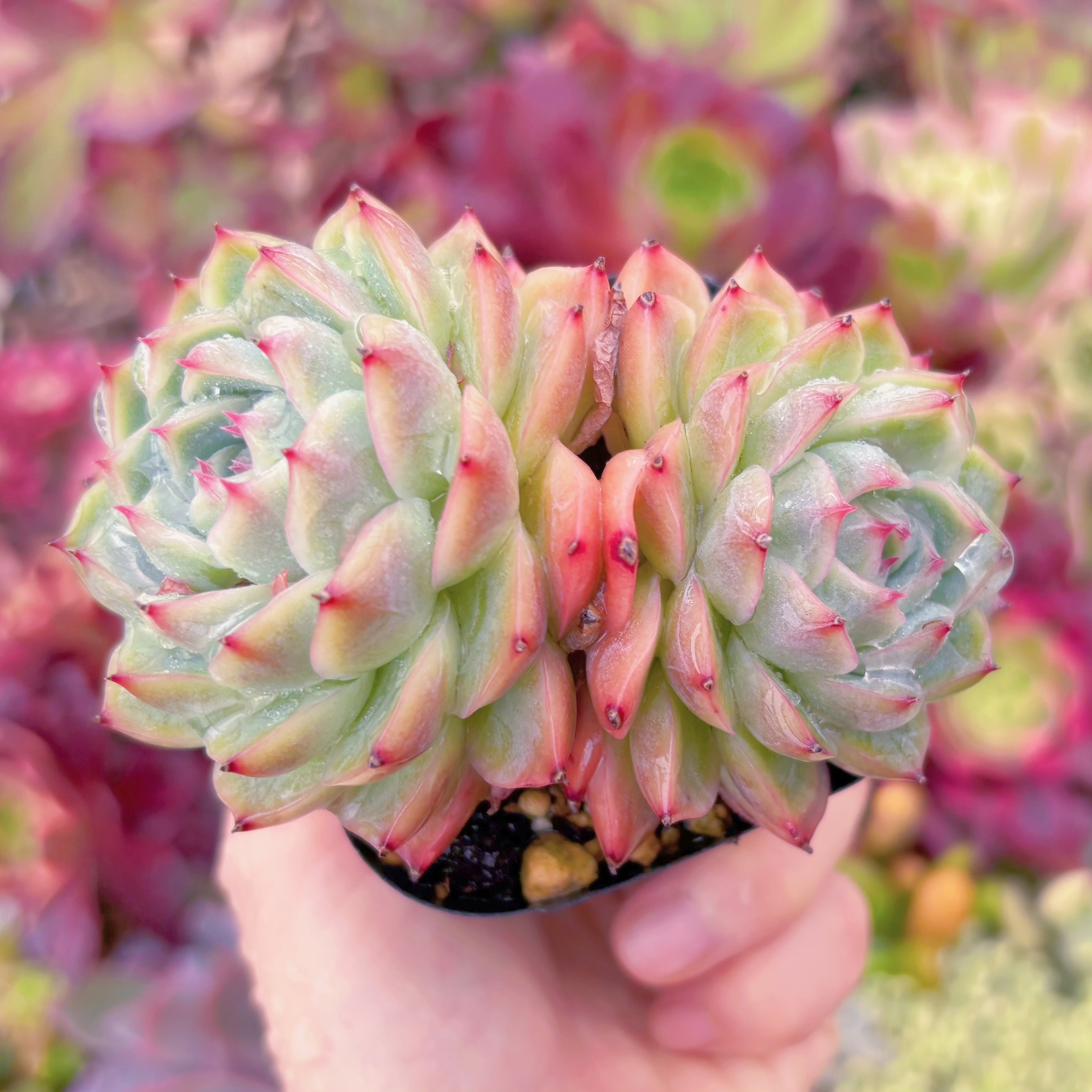 現品　孤星#A17   るる農園