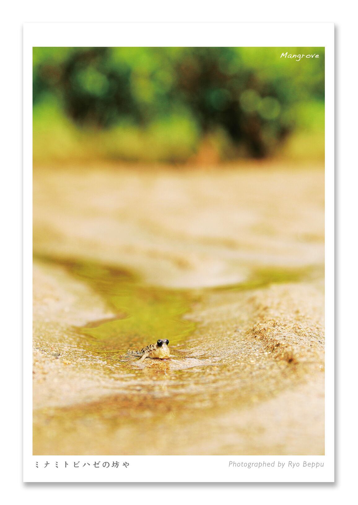 奄美ポストカード「ミナミトビハゼの坊や/マングローブ」