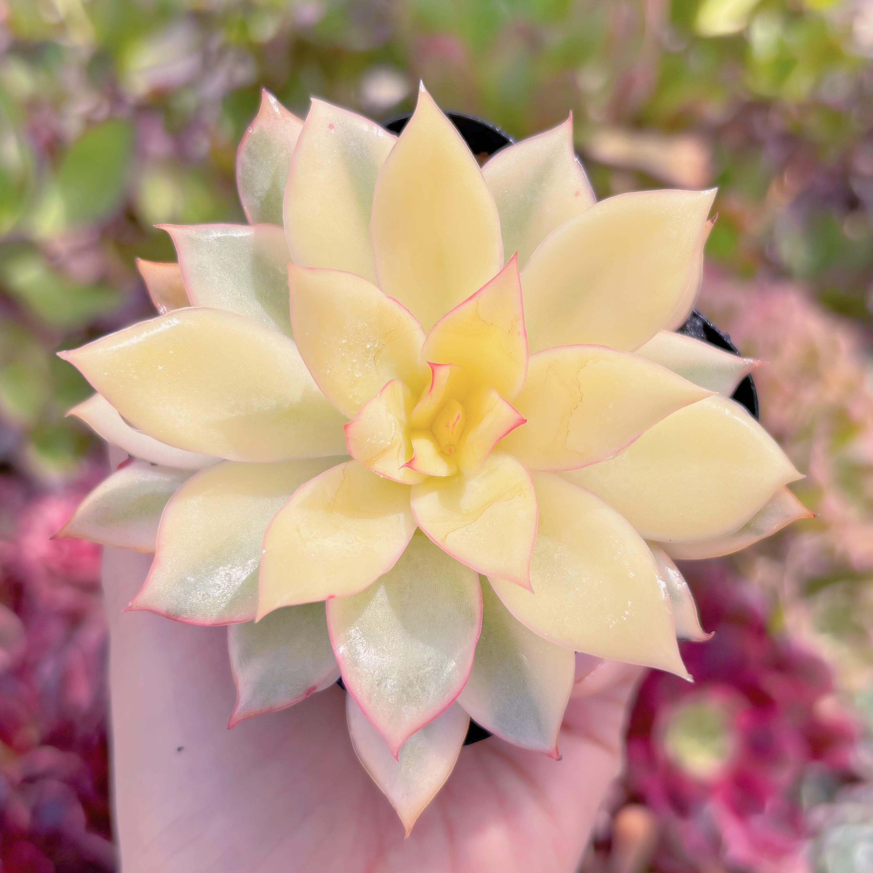 現品　月光女神錦#831　るる農園