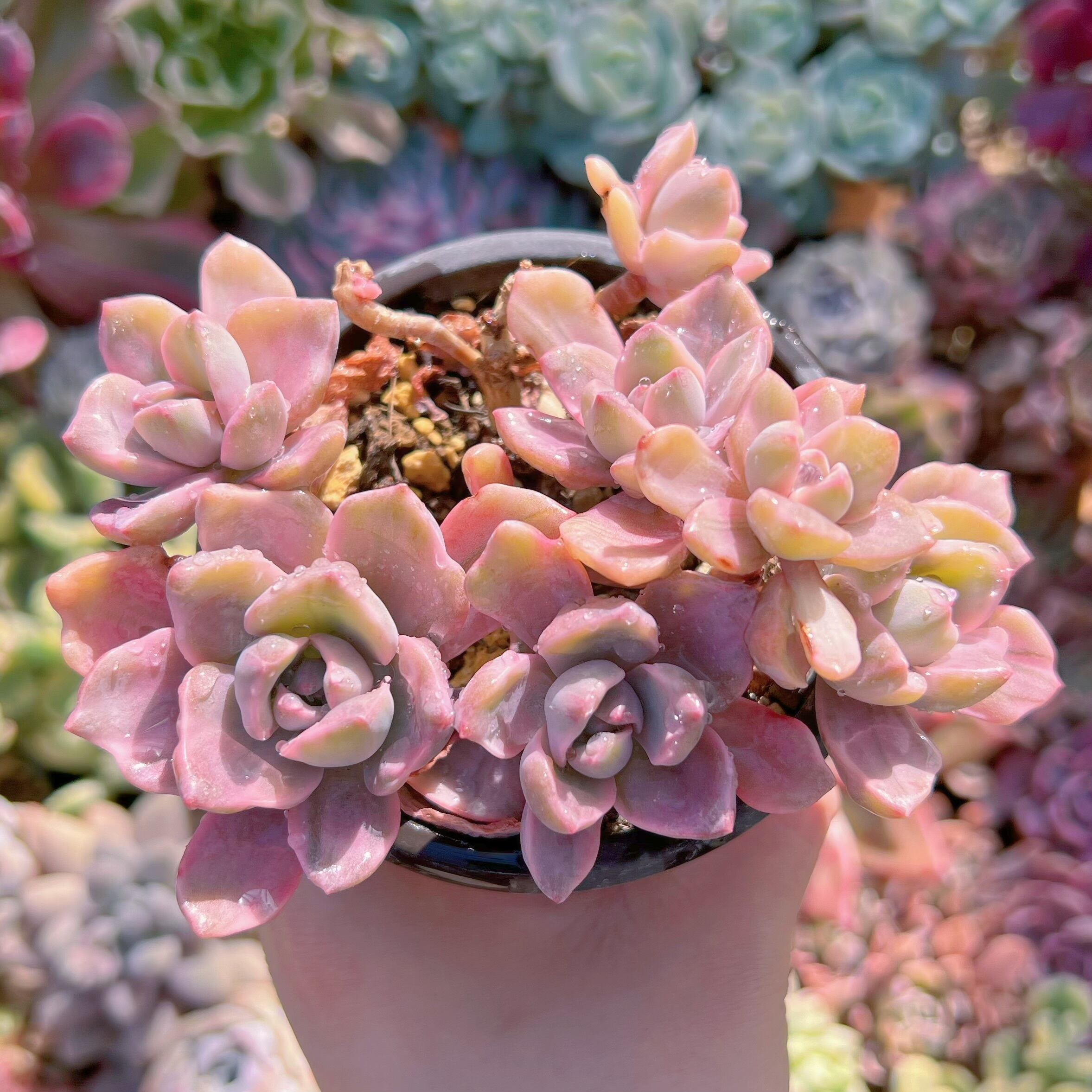 現品　リチャード錦#270　るる農園