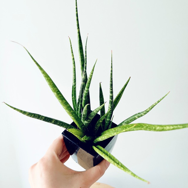 【Luxury Plants】サンスベリア ボンセレンシス 大理石風 calm cafe