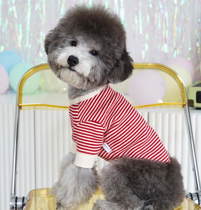 tantan t-shirt 3color XS ~ XL / 犬服 秋冬 新作 ドッグウェア 暖かい