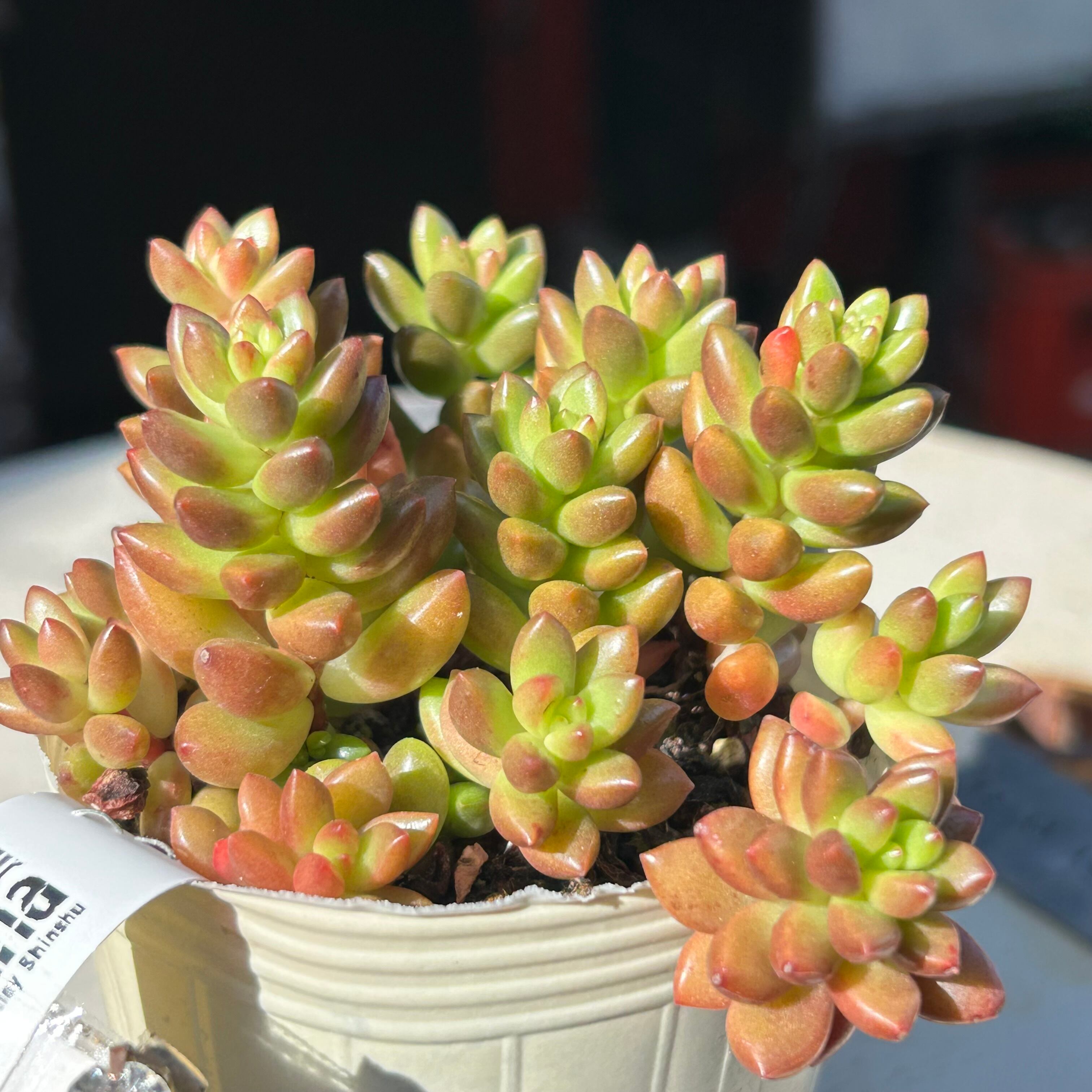 トップアンドスター | RuPo 多肉植物専門店
