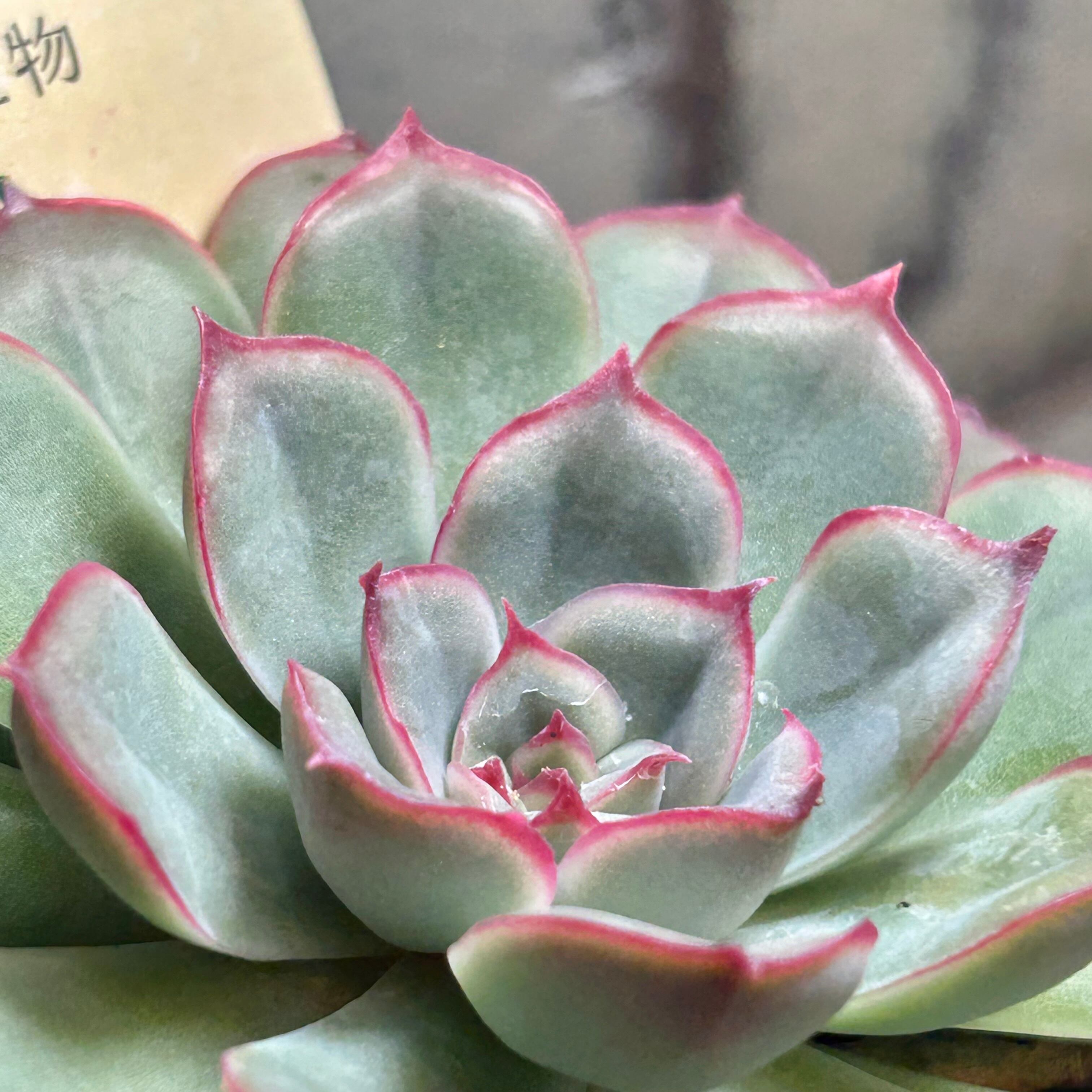 Top【選抜株】多肉植物　T2839オリオン　35個　鉢無し/脱土 オリオン | RuPo 多肉植物専門店