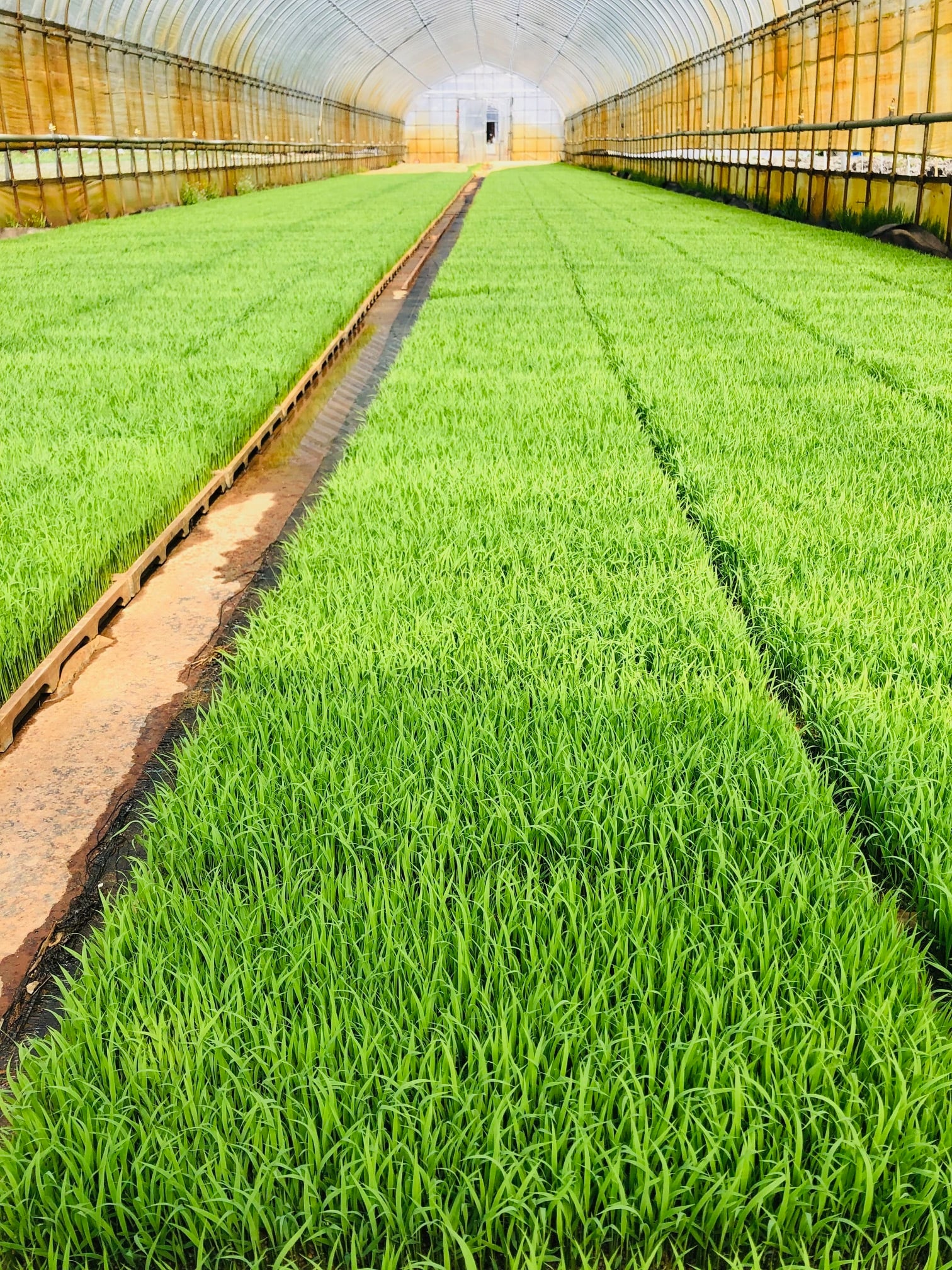 農家直送】令和7年度産 コシヒカリ 玄米 30kg | 農家のお米 YAMASATO