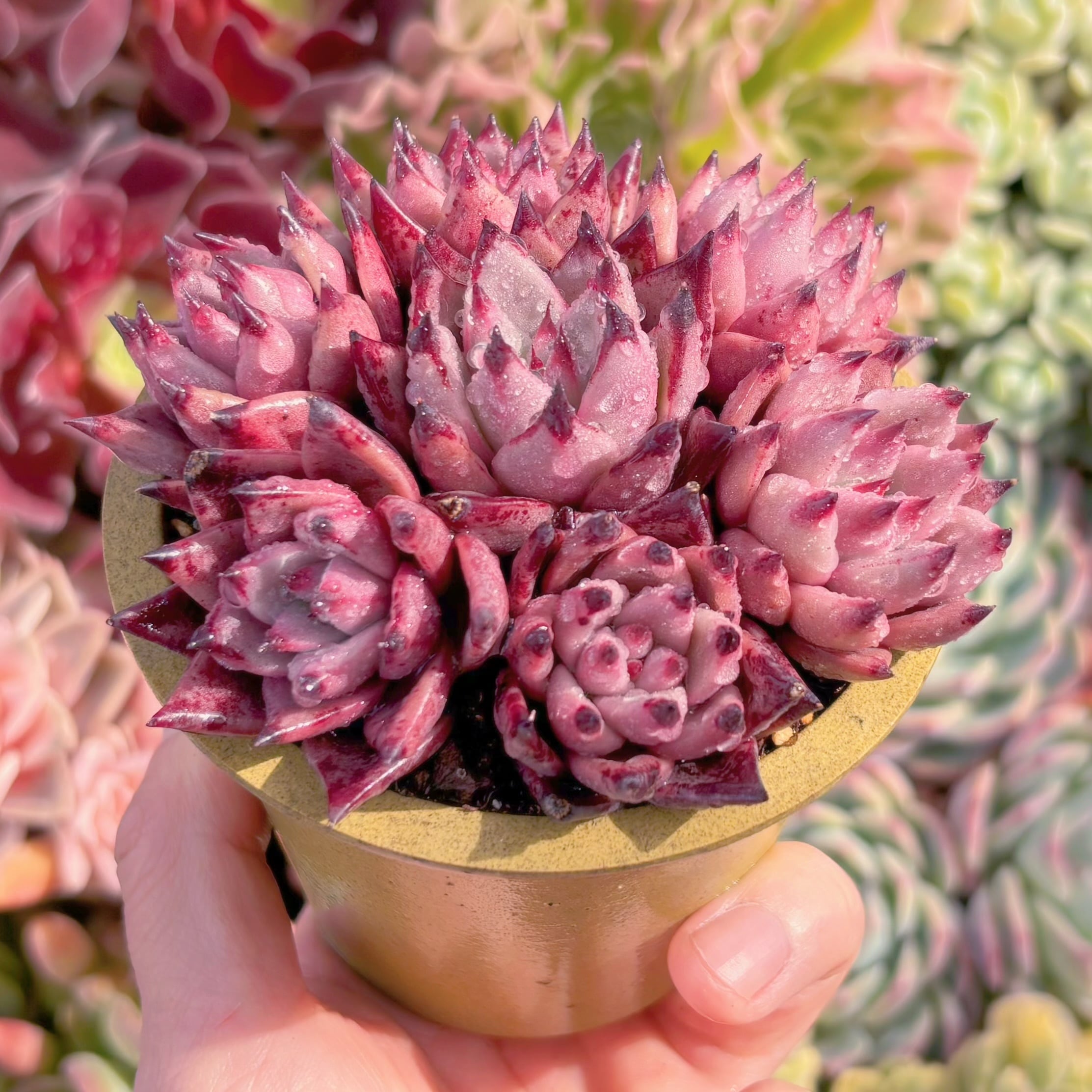 多肉植物 ブラッドロメオ(7頭) 新入荷 るる農園 | るる農園~多肉植物専門