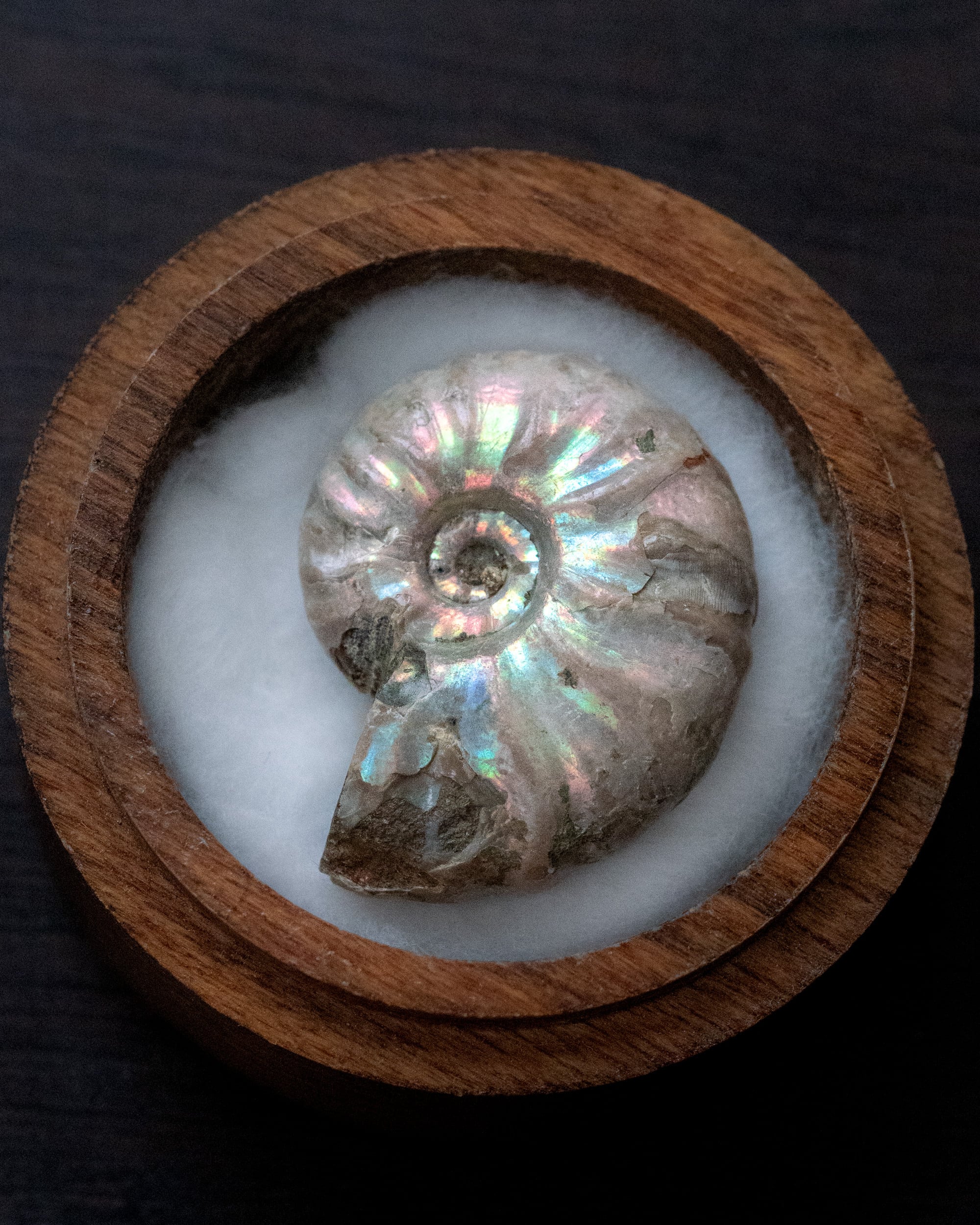 【マハジュンガ・アンモナイト】/O200-617