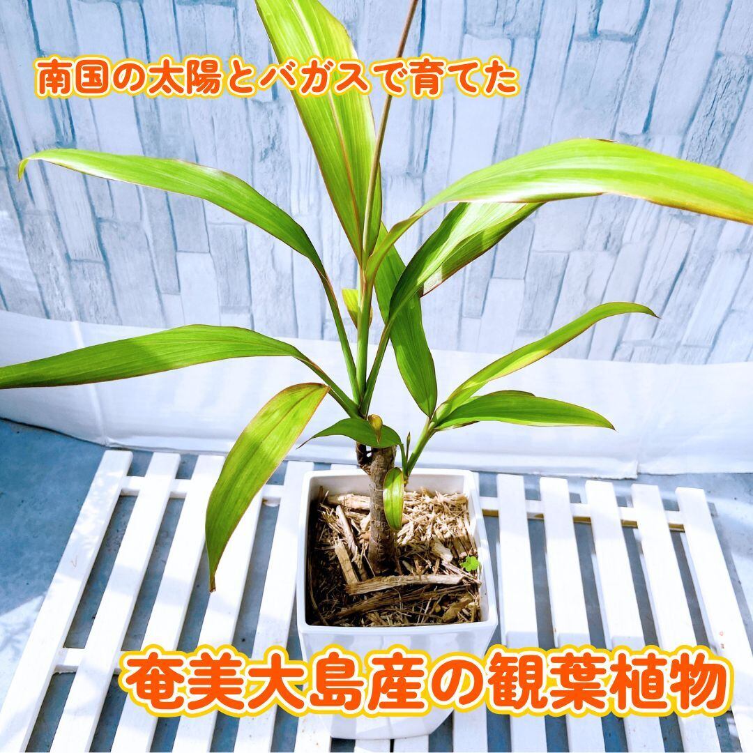 ドラセナ挿し木成功ぬき苗 フィカス