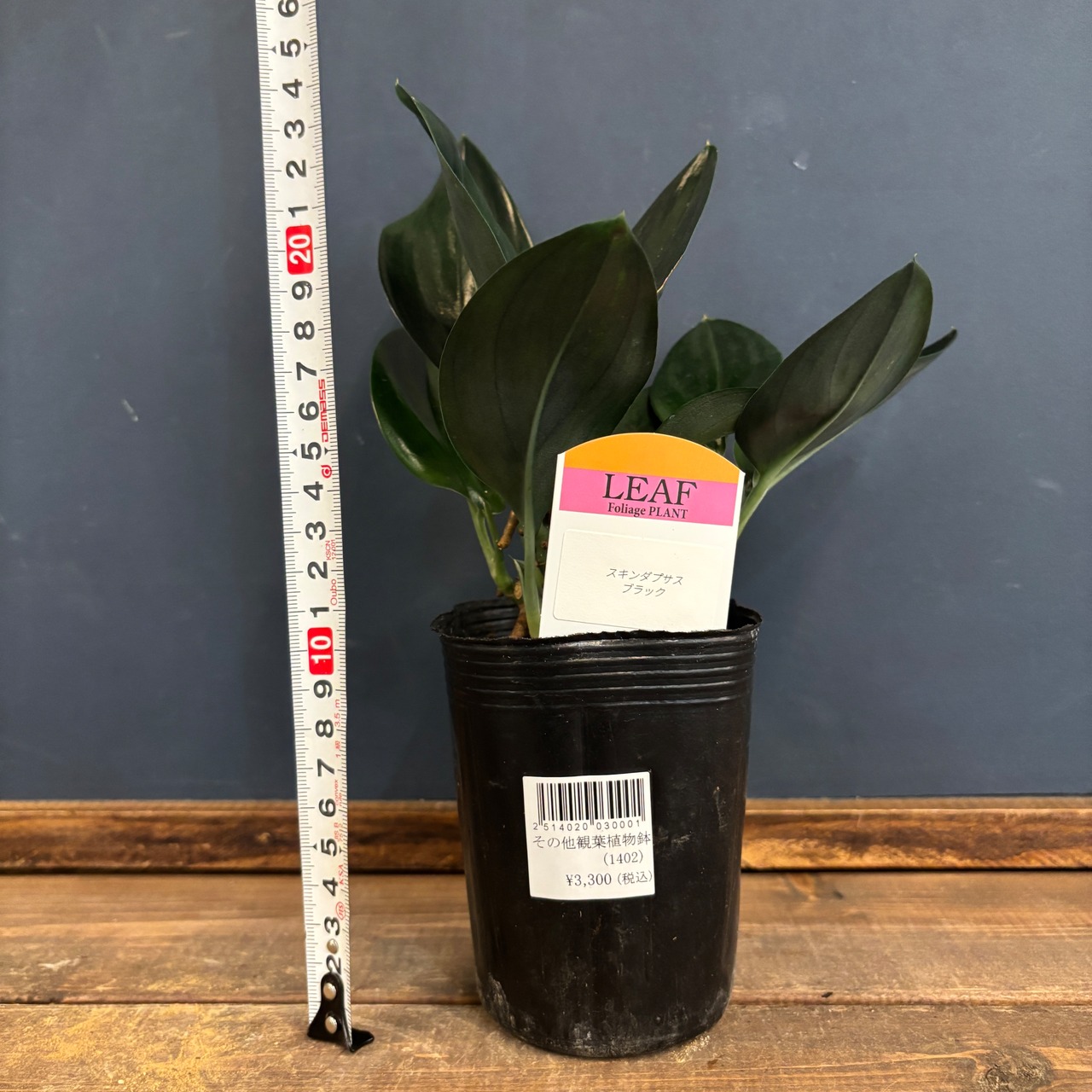 スキンダプサス　ブラック【796】