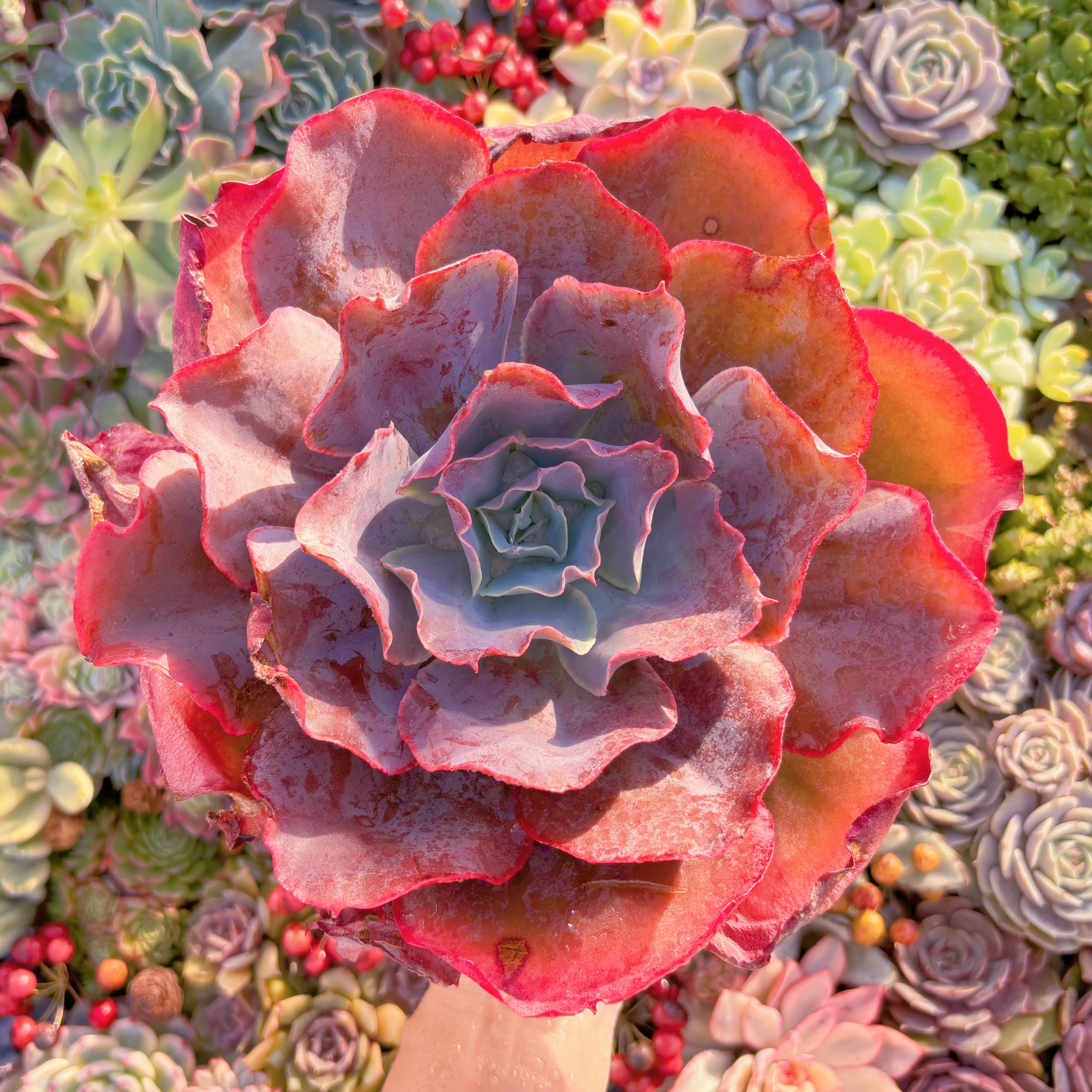 現品　新品種　天空の城#A83　在庫僅少　特大苗　新入荷　るる農園