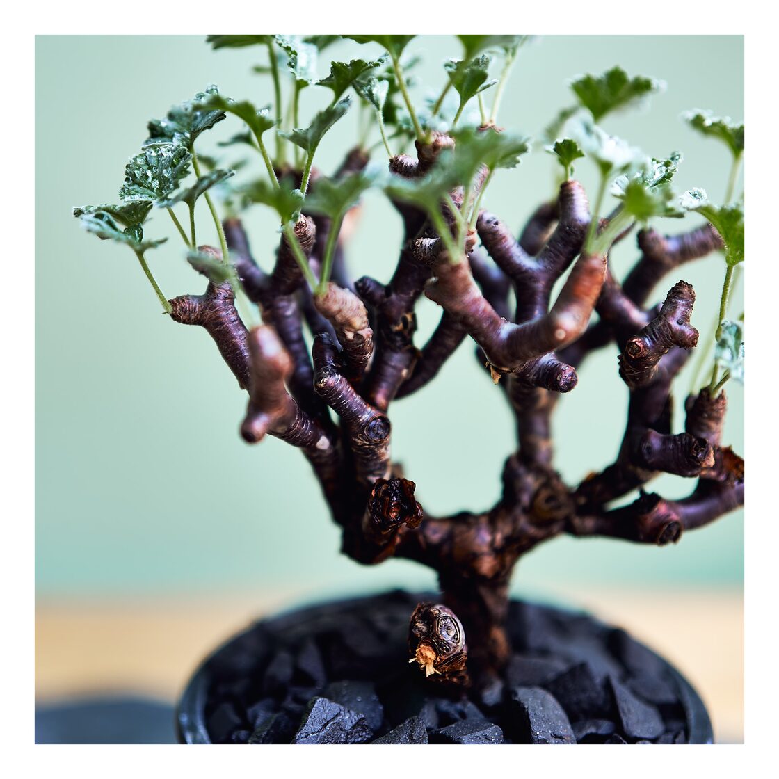 Pelargonium mirabile