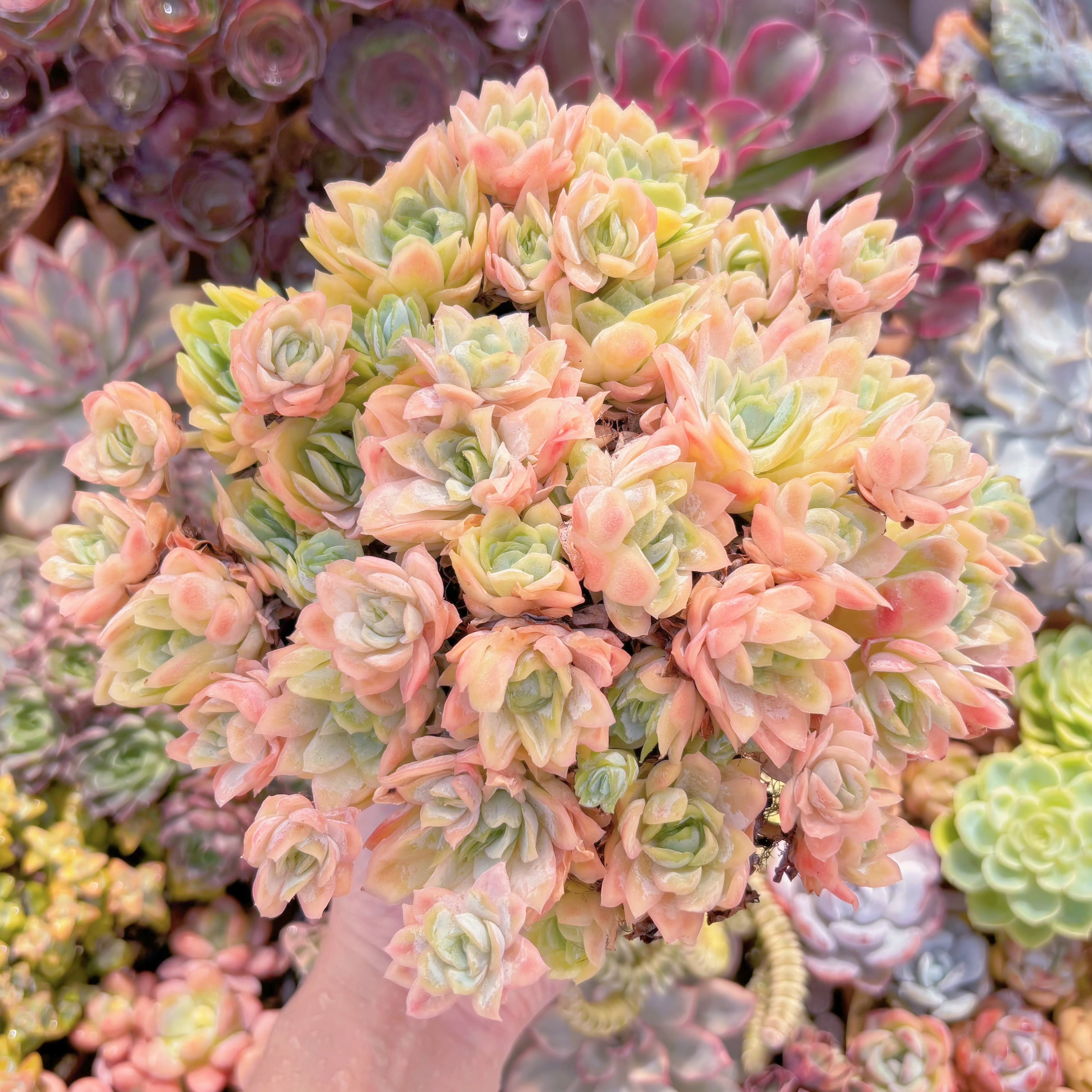 ピンクウィッチ 多肉植物 アエオニウム 美苗 #p2 | Pay ID