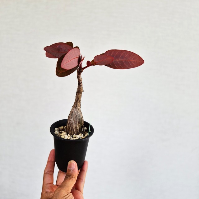 ①〚フィランサス・ミラビリス〛Phyllanthus Mirabilis 塊根植物 コーデックス ポット発送