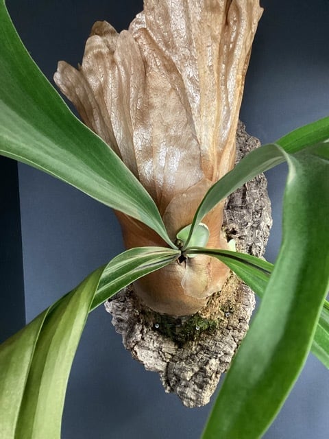 おしゃれ オシャレなインテリア】ビカクシダ ヒリーハイブリッド