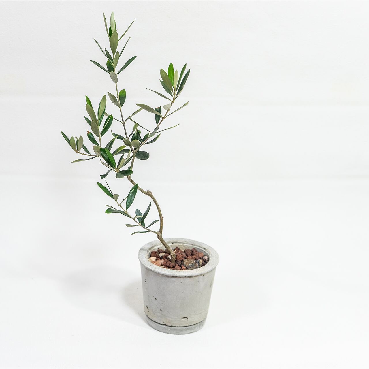 オリーブ・ネバディロブロンコ 涼しげな葉色と枝姿 風合いあるモルタル鉢仕立て