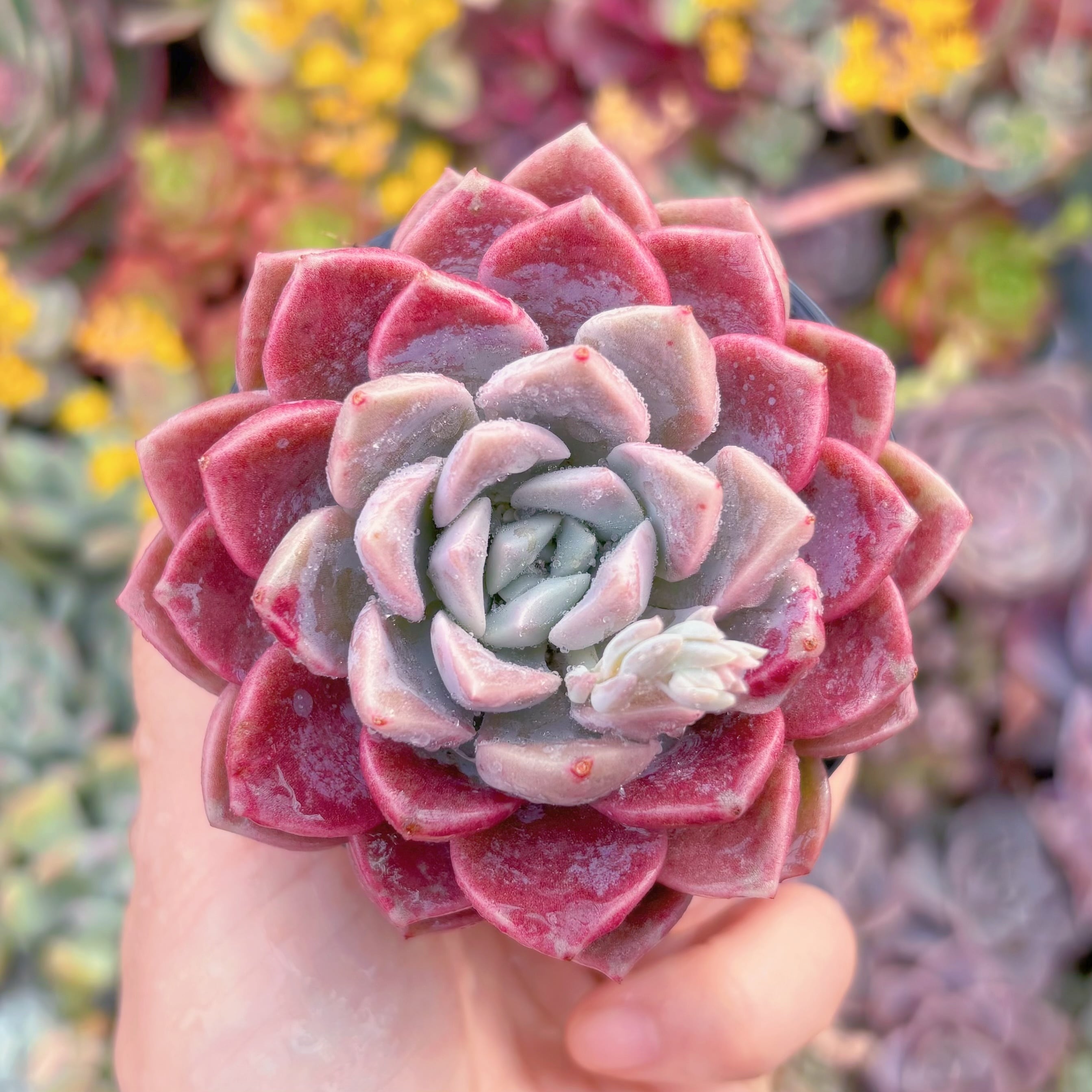 現品　ピンクブルーズ#M008　るる農園