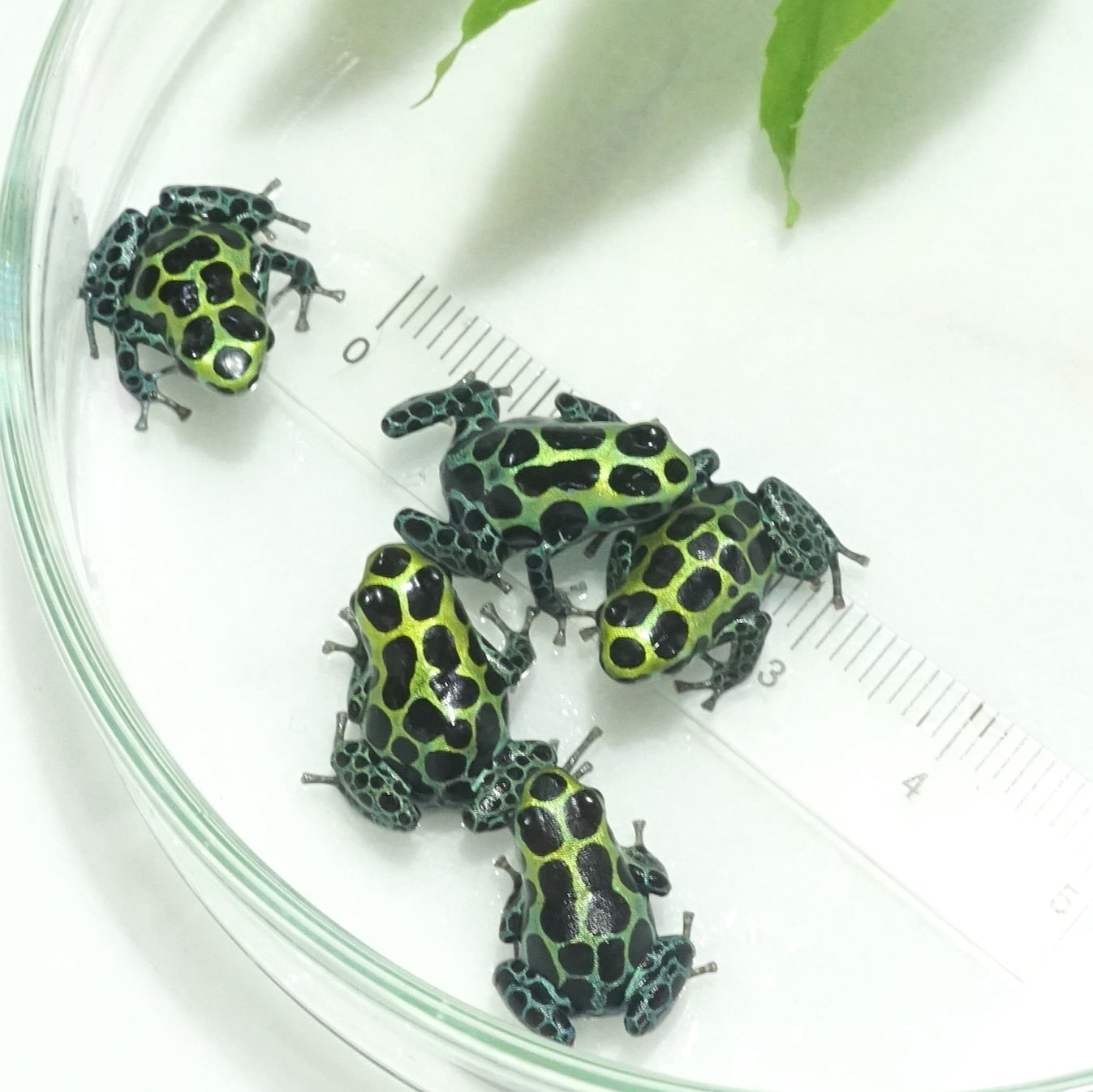 5匹セット】バリアビリスヤドクガエル・サザン Ranitomeya variabilis