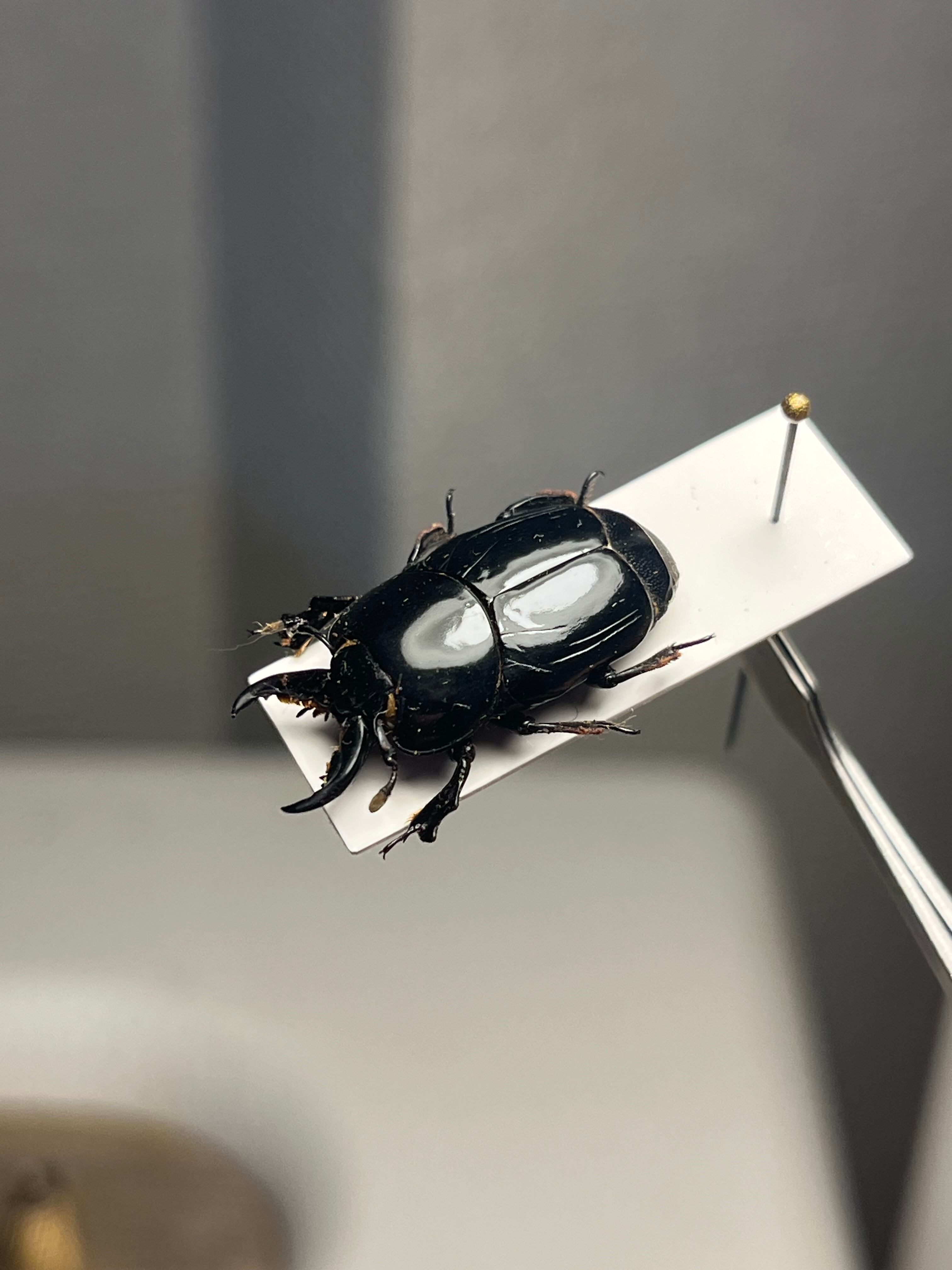 7mm♂】カタツムリみたいなコブスジツノゴミムシダマシ 標本