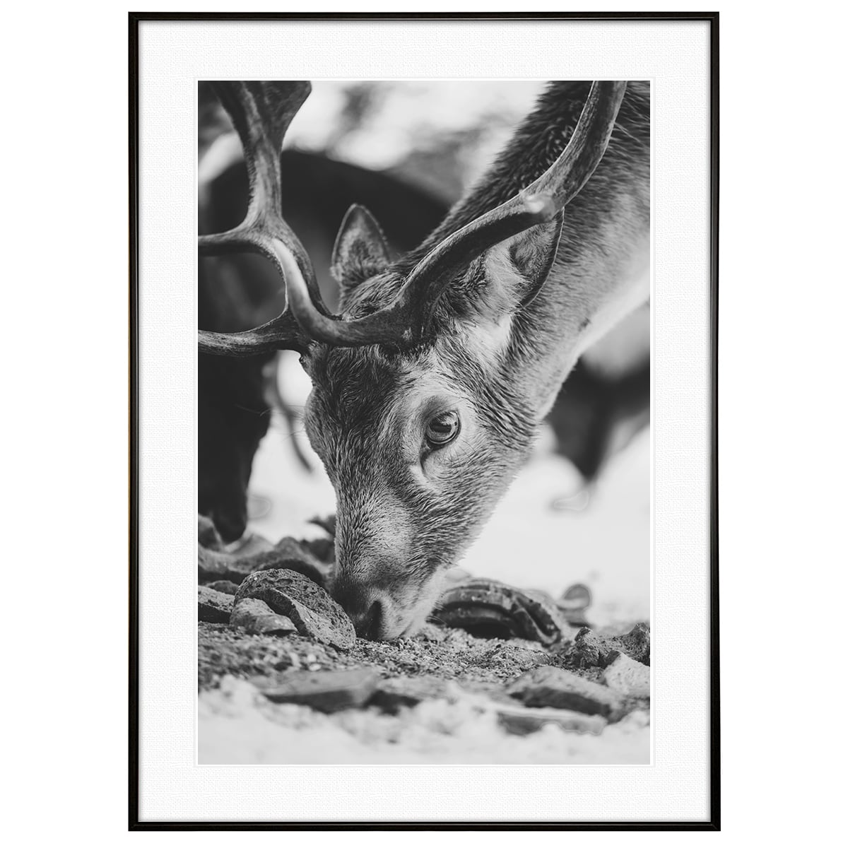動物写真 雪の中で餌を食べる鹿 シカ インテリア モノクロアートポスター額装 AS3190
