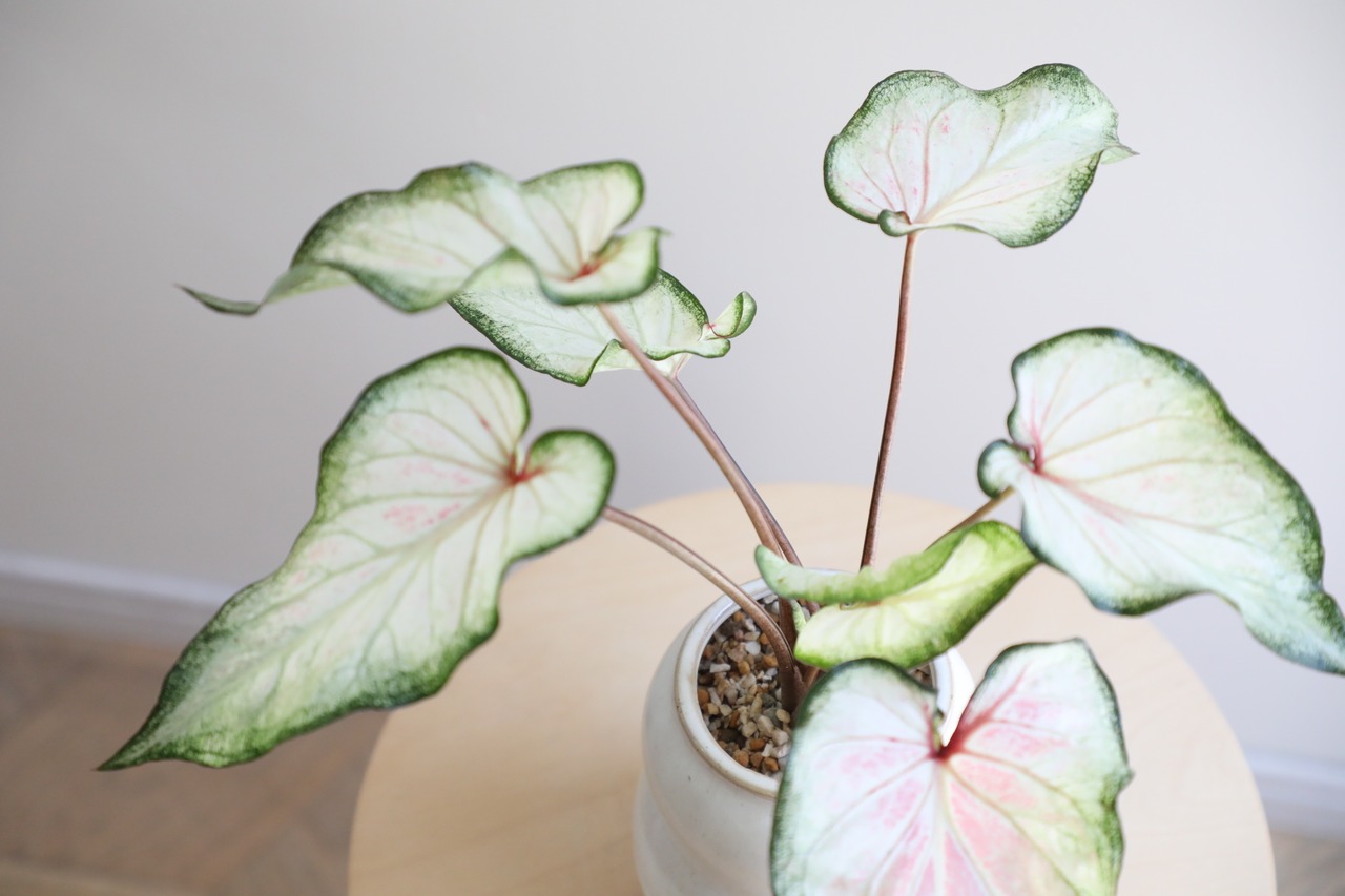 【M】カラジウム ホワイトワンダー/Caladium