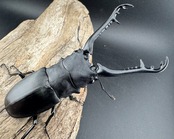 【WD】《 ギラファノコギリ亜種ケイスケ 96mm ペア》