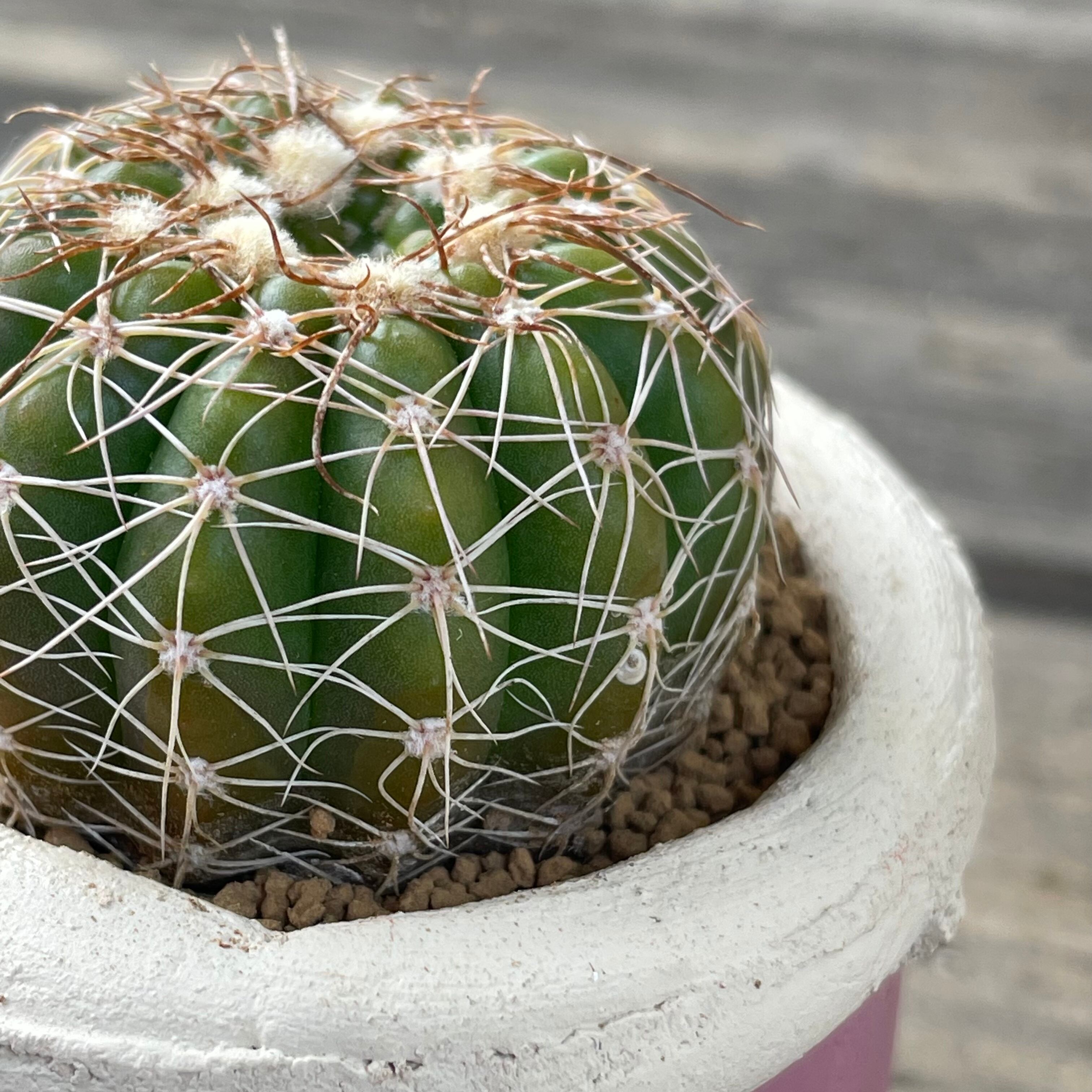 T かわいい鉢とサボテン Rupo 多肉植物専門店