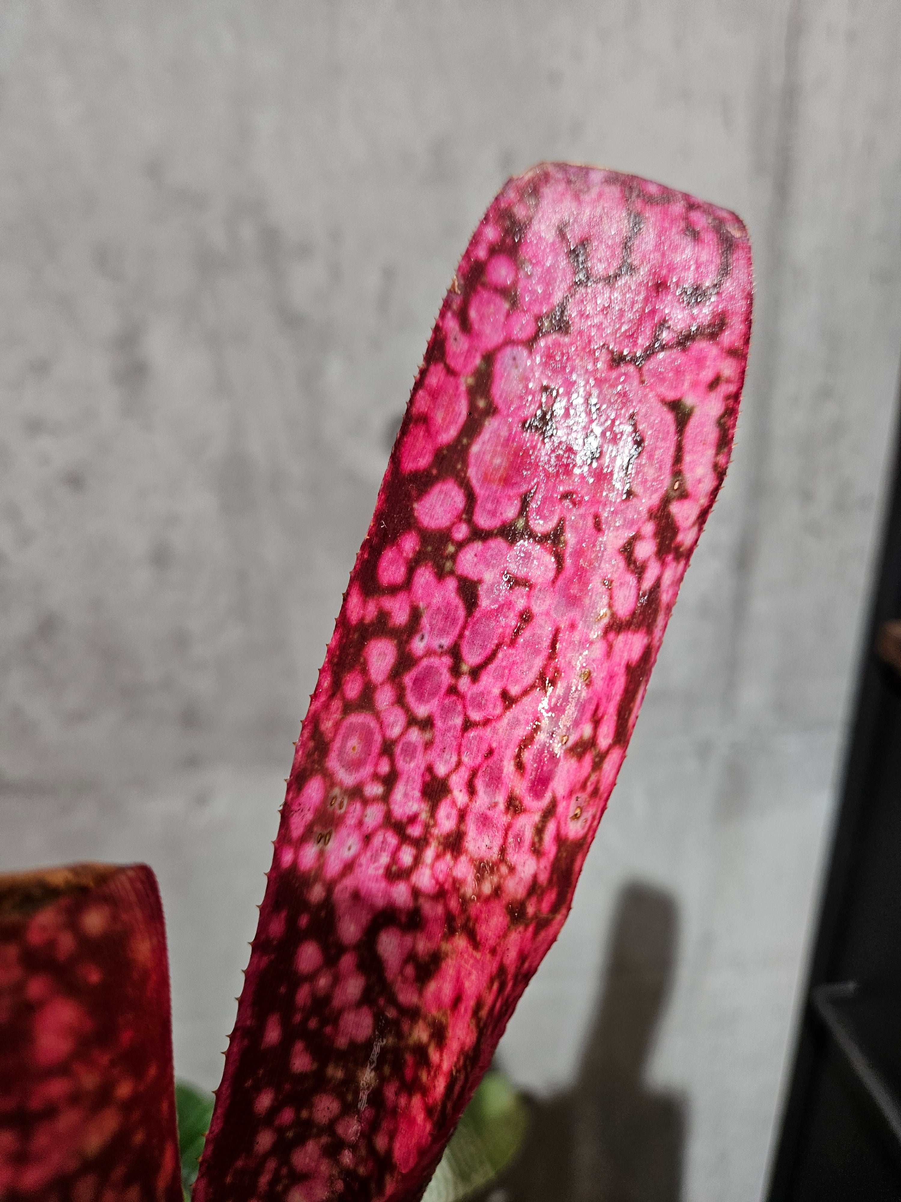 Bill.delicicos 【artPLANTs/PLANTS GARAGE 】 ビルベルギア